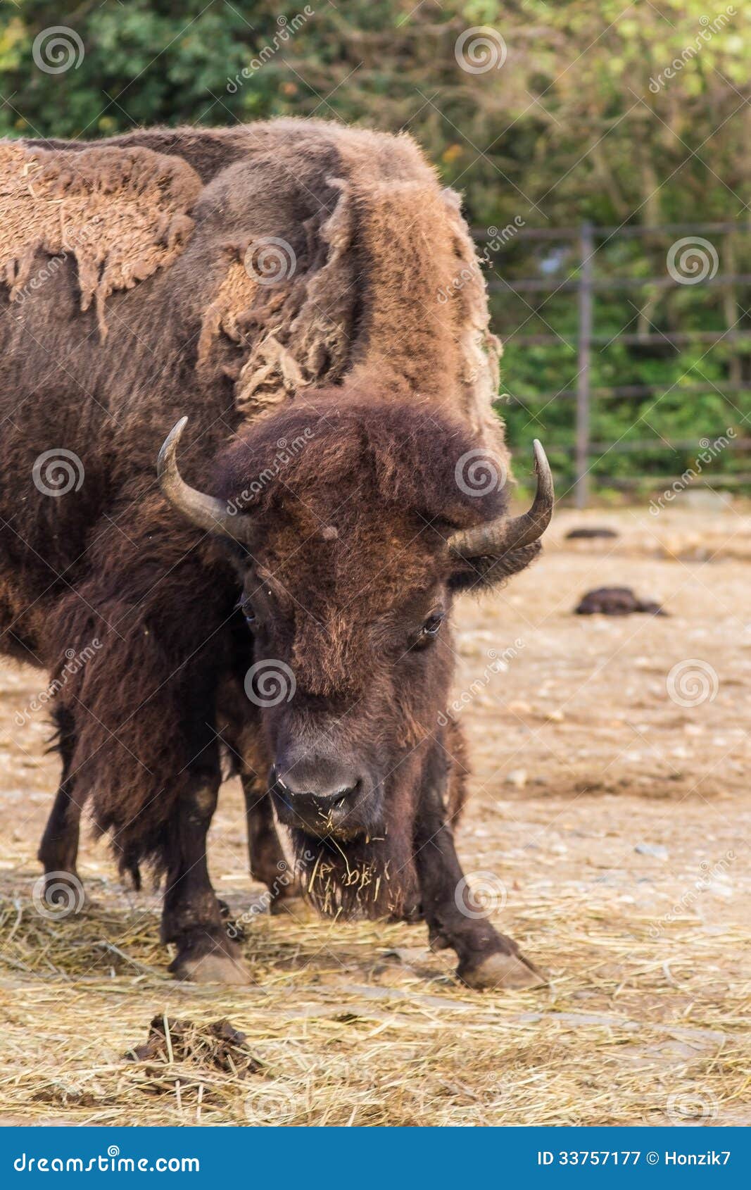 Bison in aggressive pose. stock image. Image of power 33757177