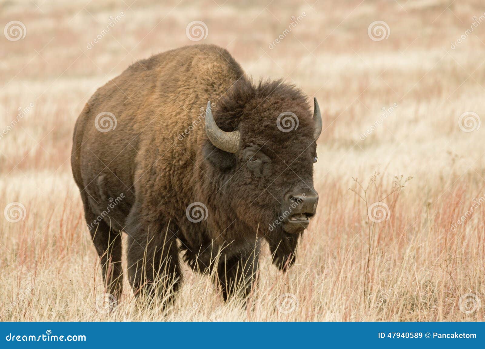 bison or american buffalo