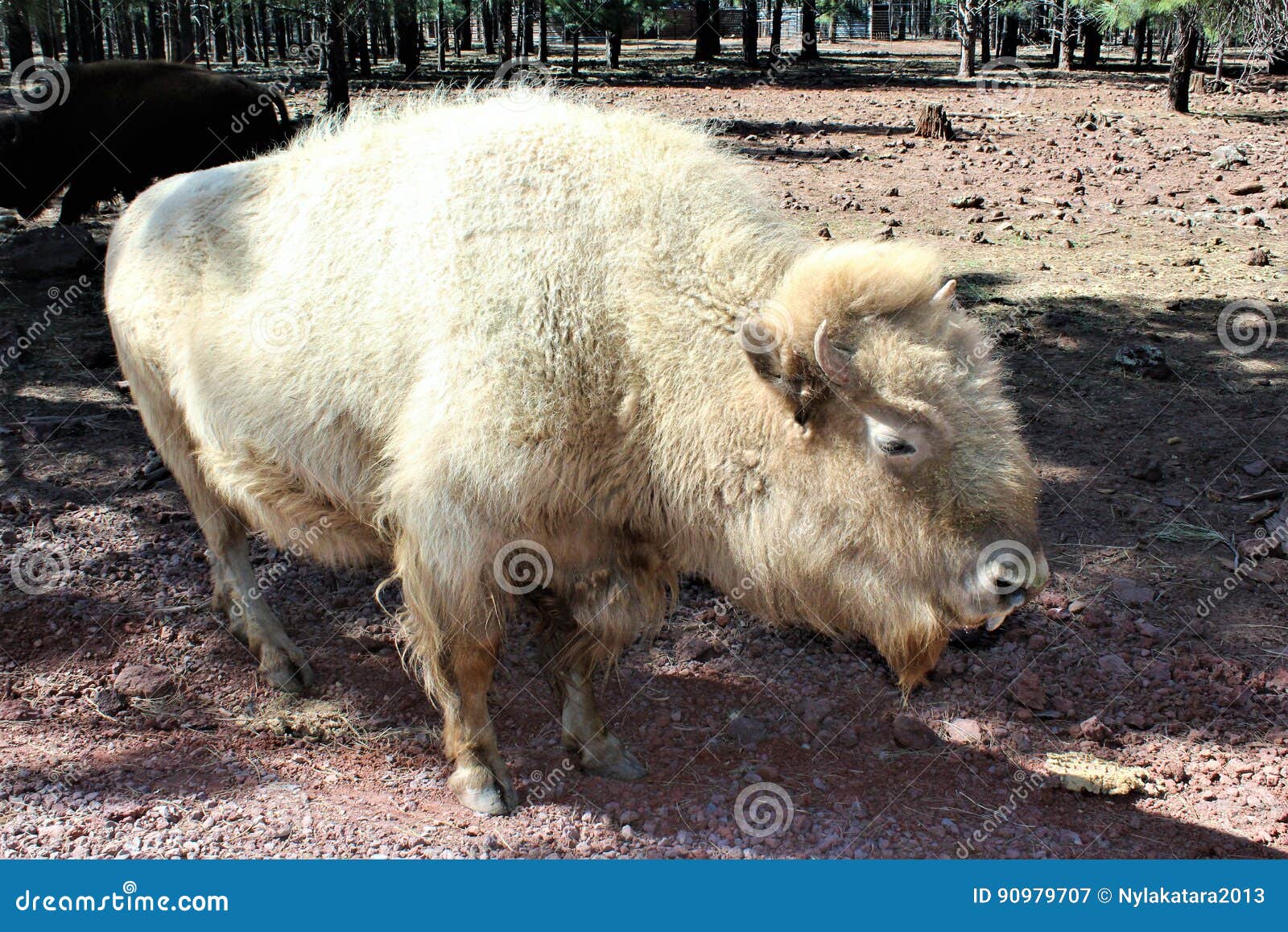 Bison Blanc Image Stock Image Du Spirituel Laines Blanc Bison Blanc Image Stock Image Du Spirituel Laines Blanc