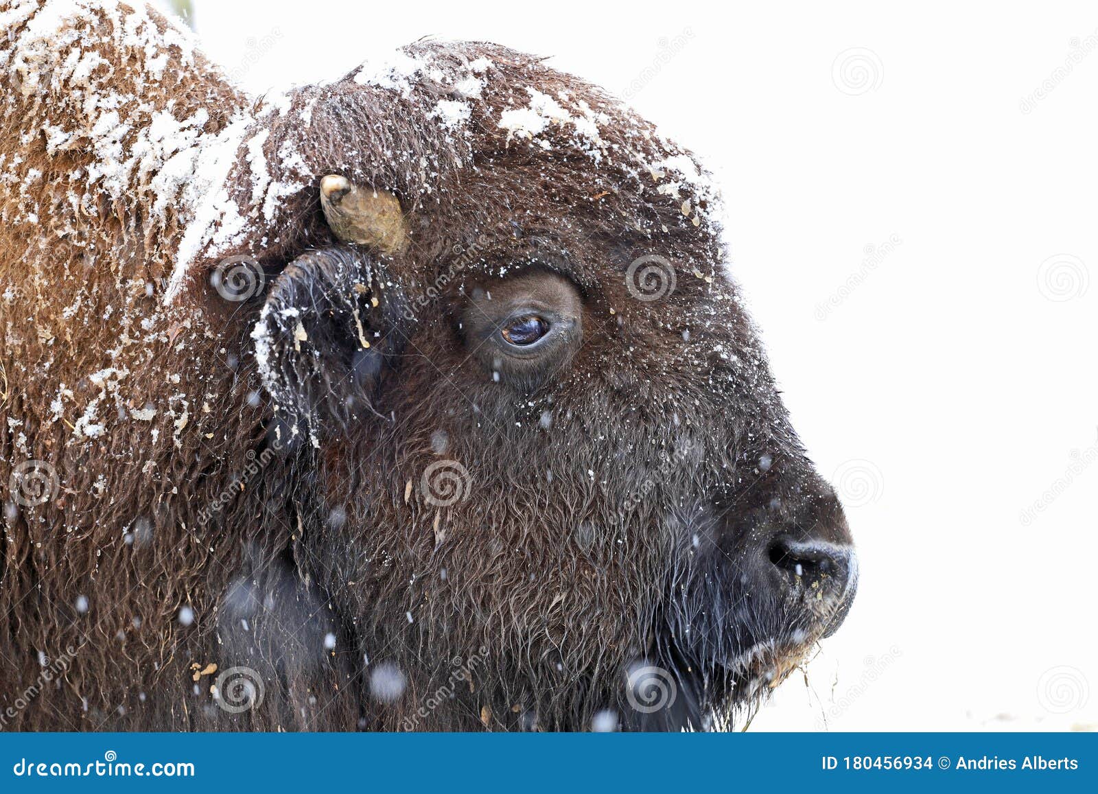 animals covered in snow