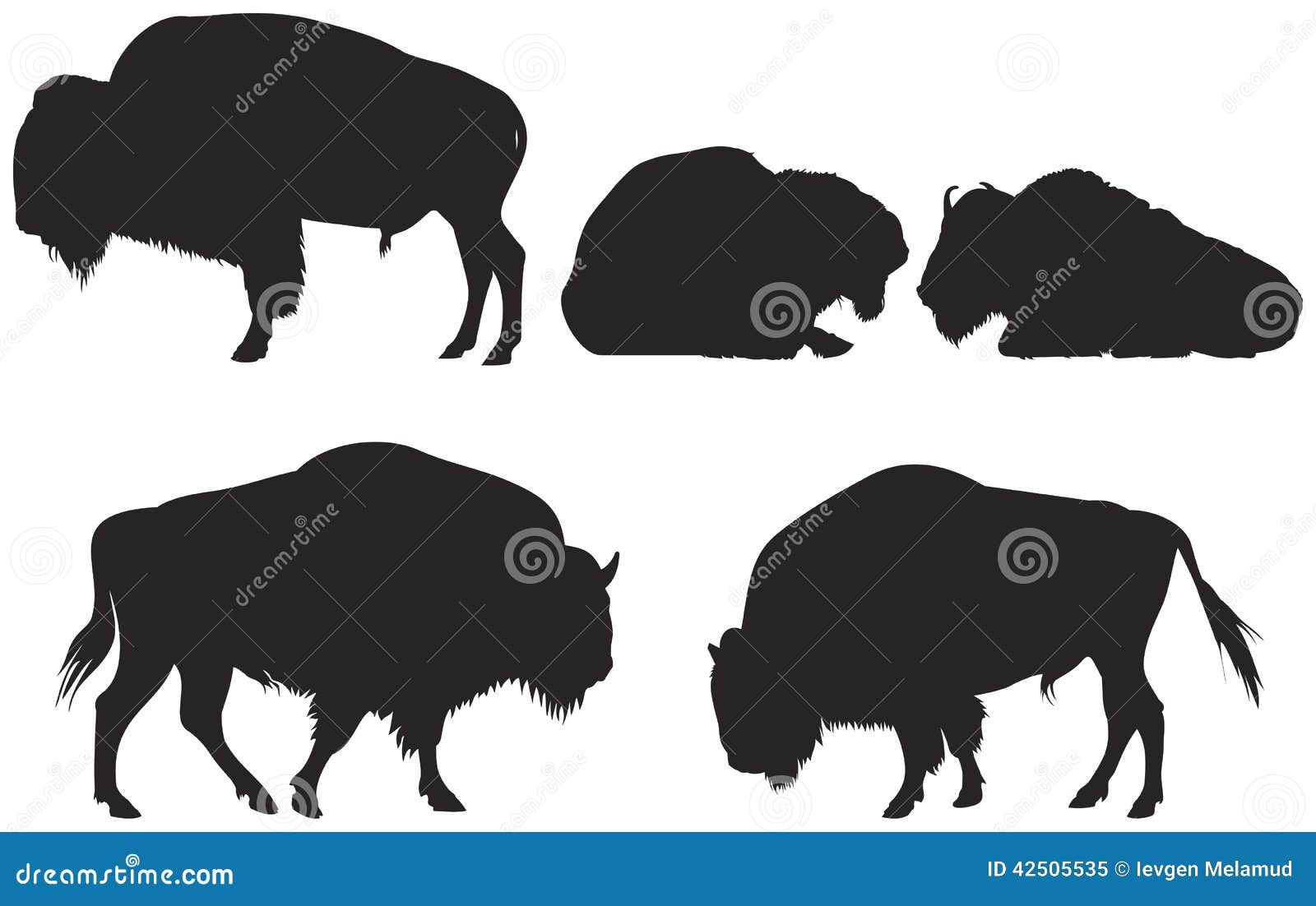 bison or buffalo