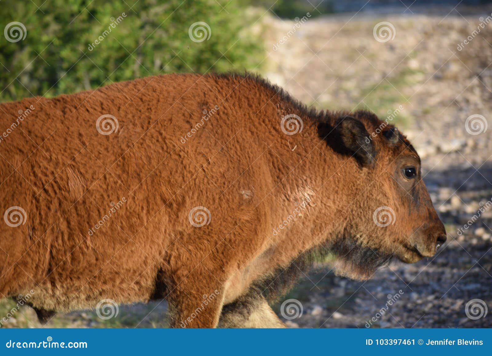 Bison Calf Close Up fotografering för bildbyråer. Bild av vildmark