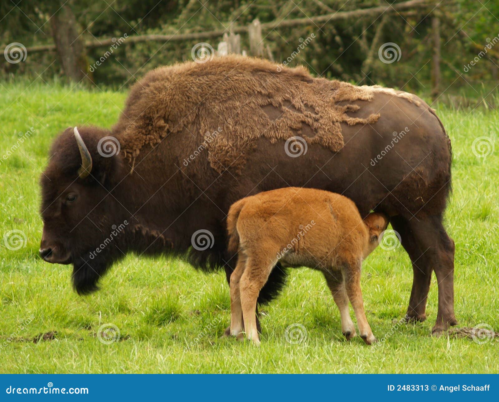 Bison Cow with Calf stock image. Image of range, wildlife 2483313