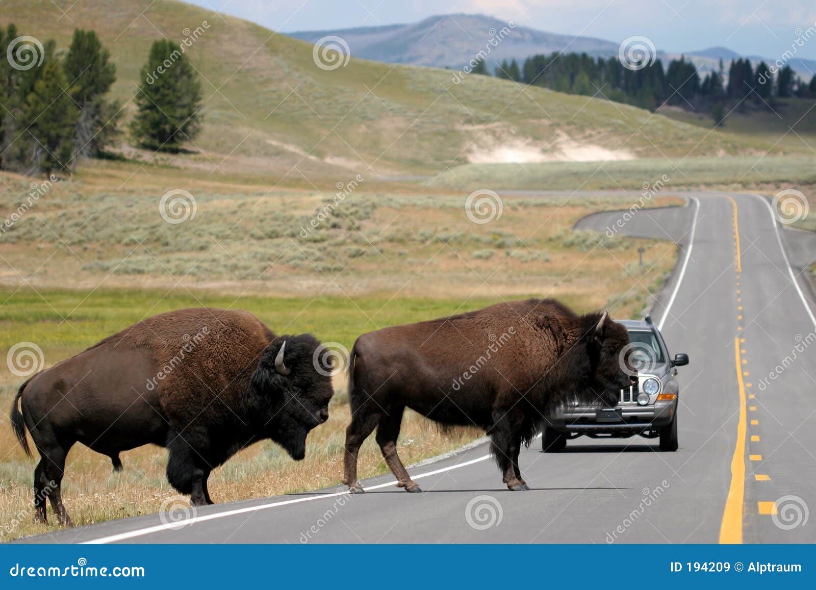 bison crossing the road in yellowstone