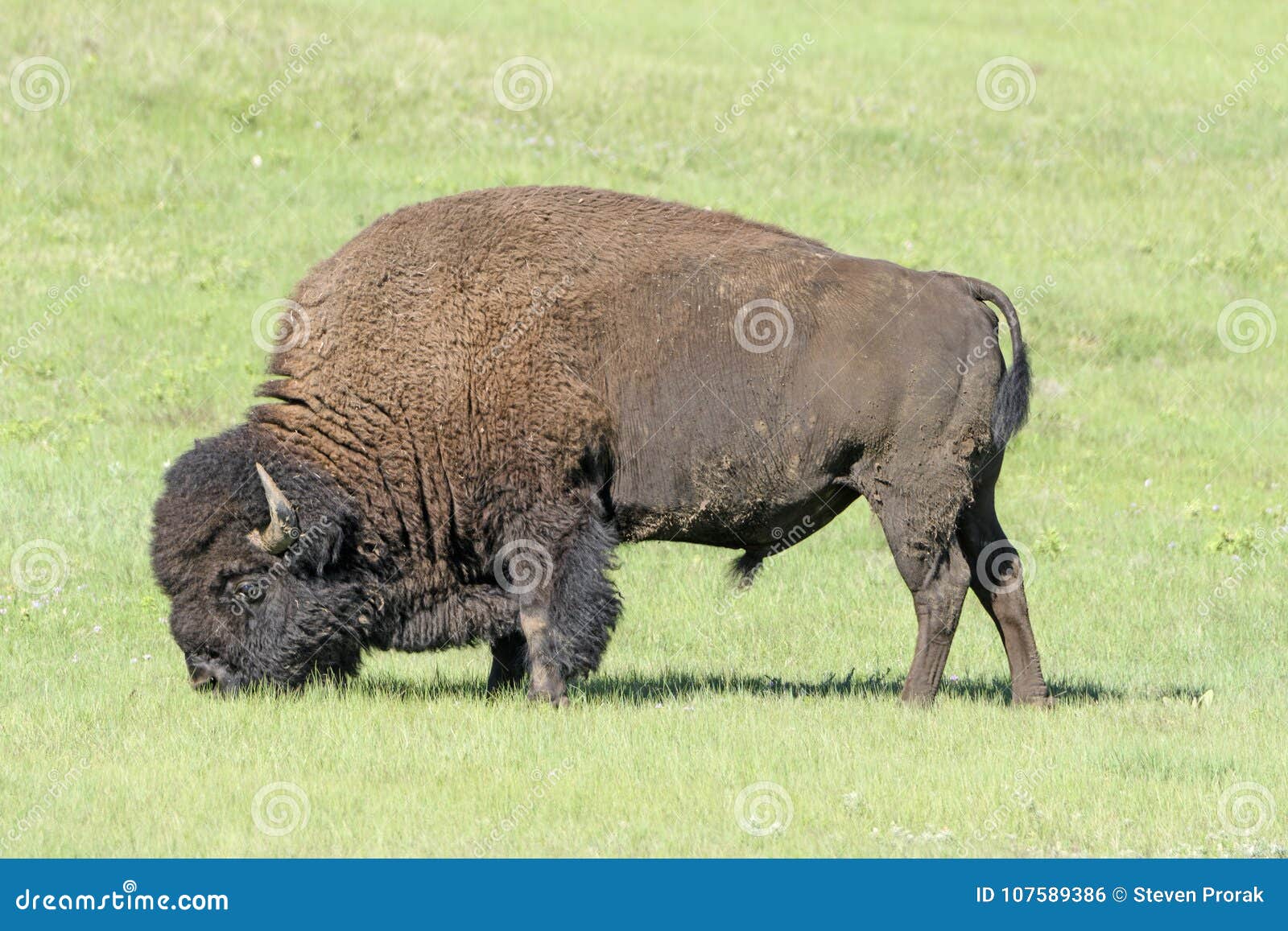 Bison Feeding in the Grasslands Stock Photo Biology Diagrams