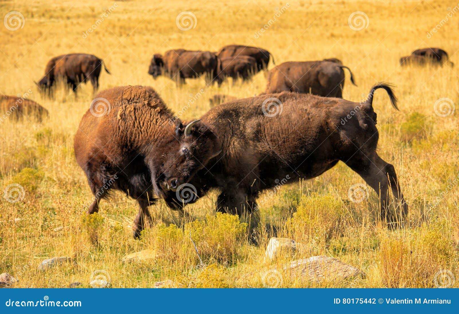 Bison Fight stockfoto. Bild von leistung, stark, wyoming 80175442