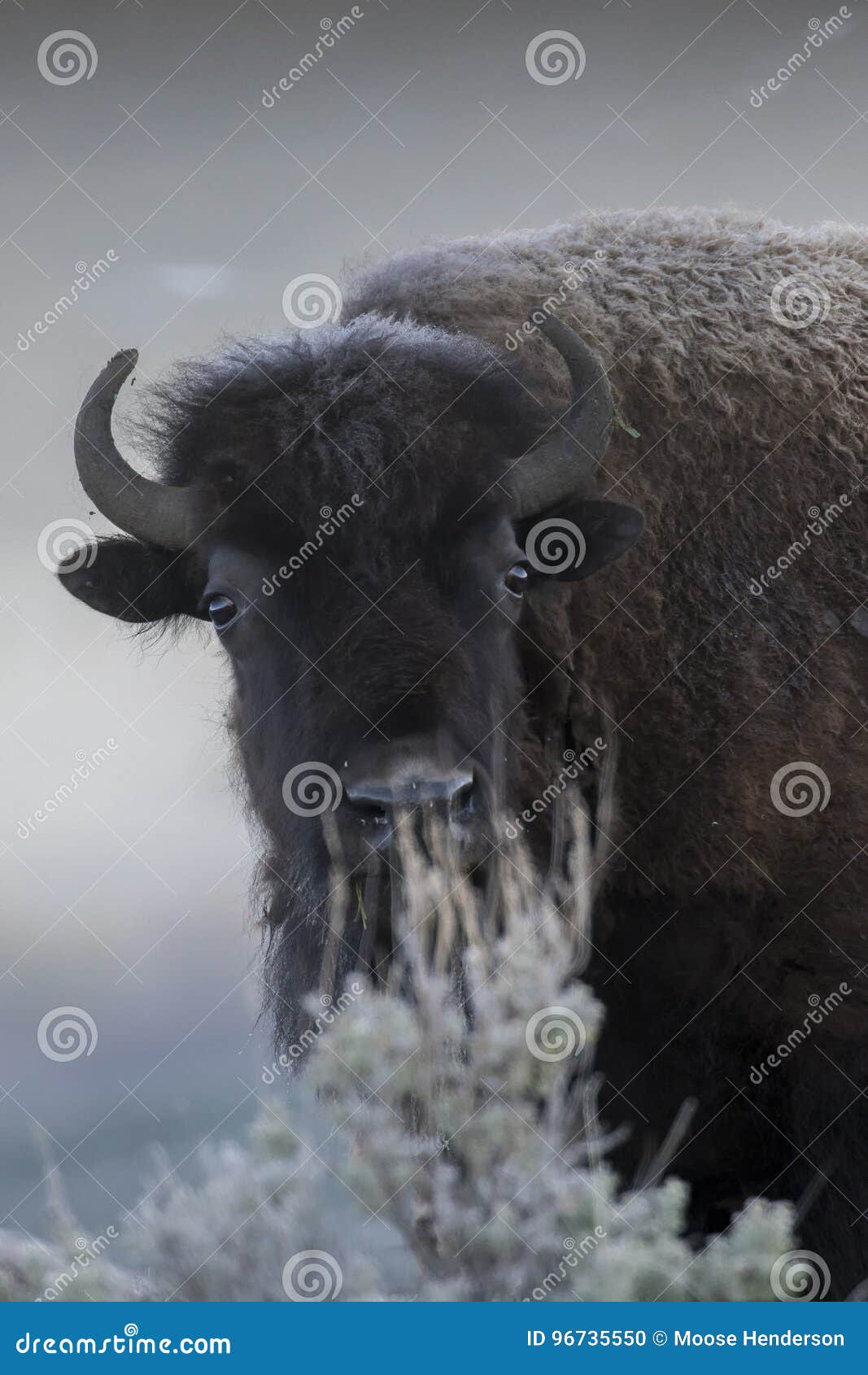 bison in foggy light with sagebrush in face