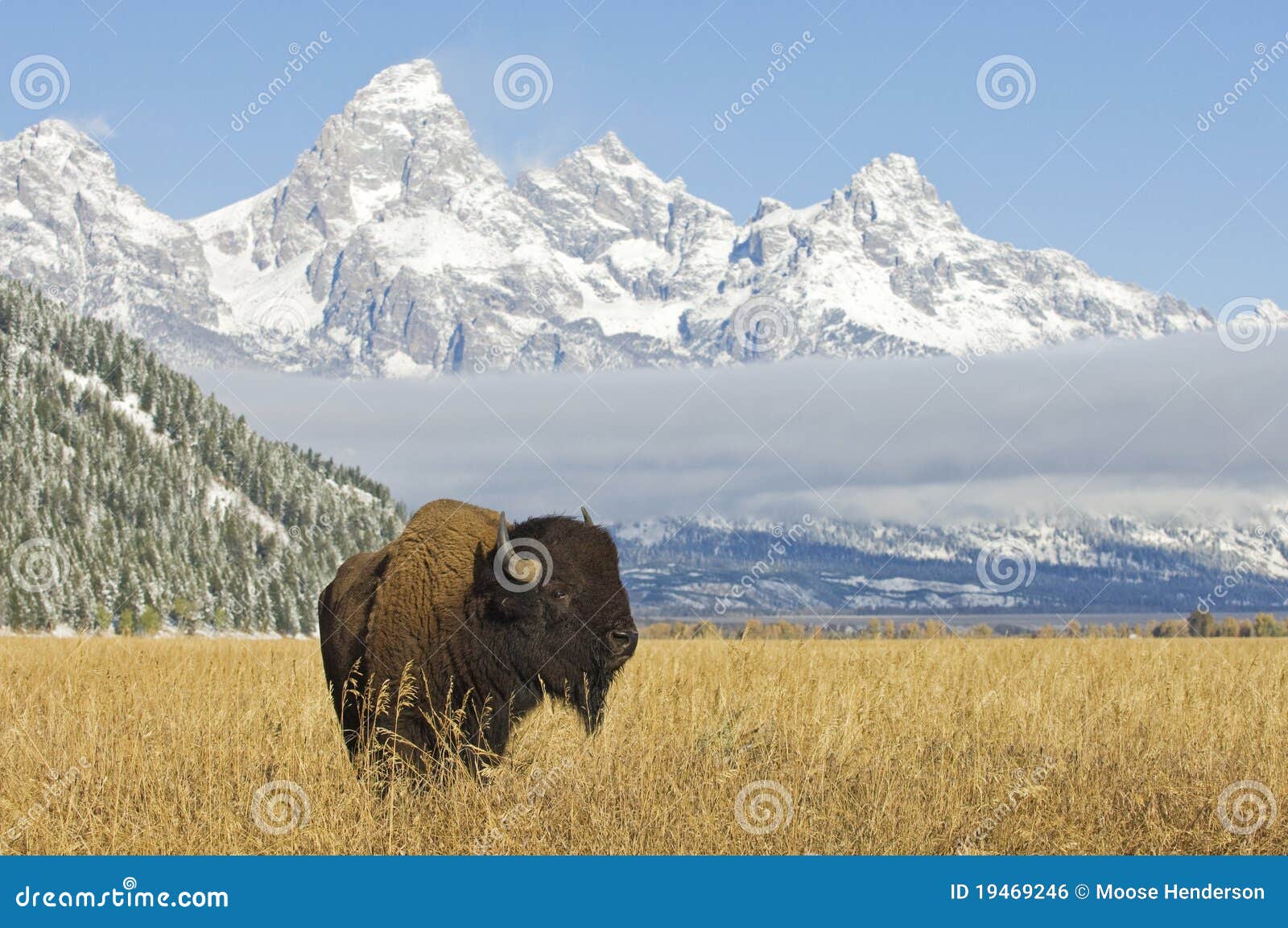 bison at grand teton