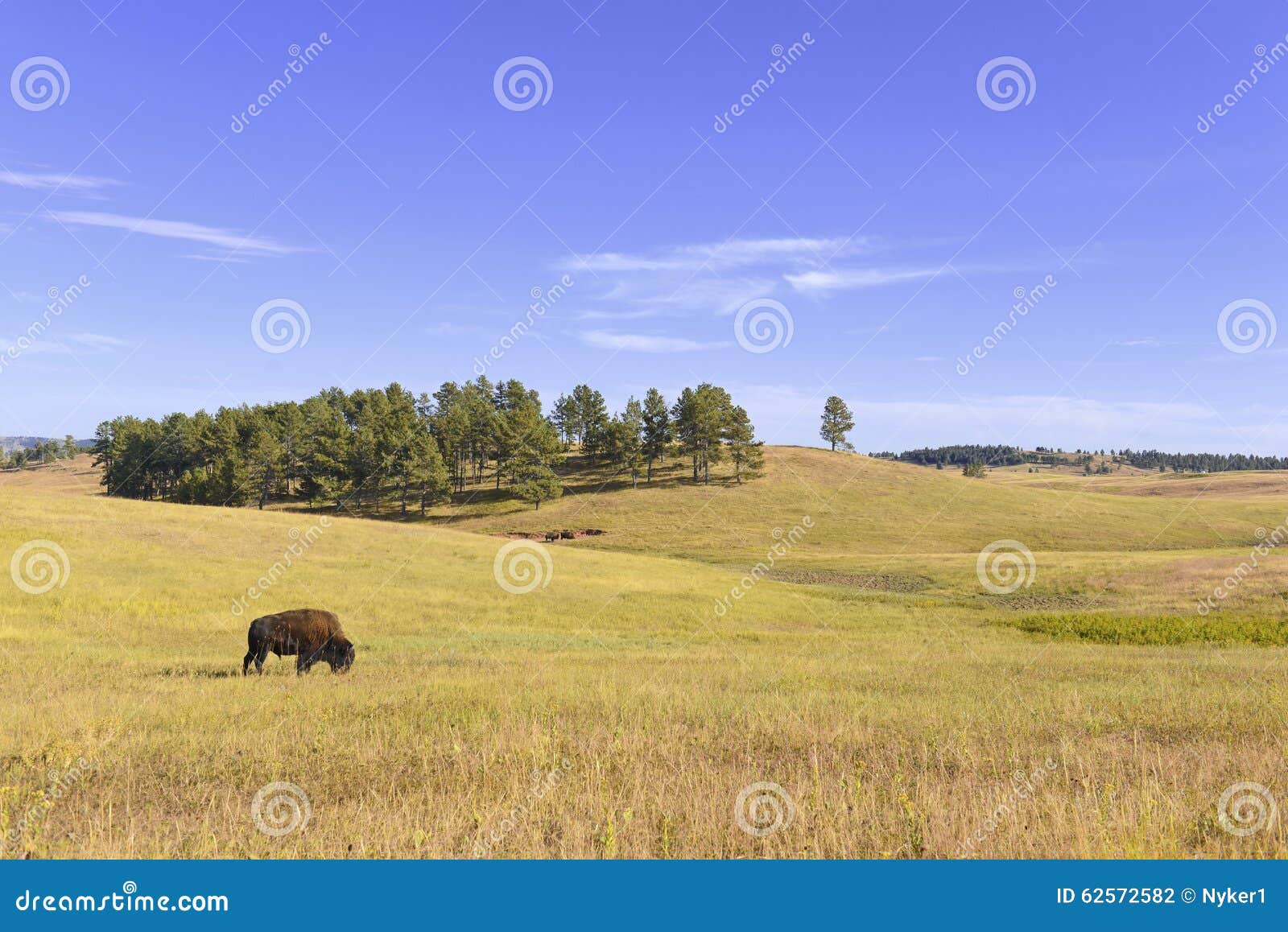 bison in grasslands, wind cave national park, south dakota