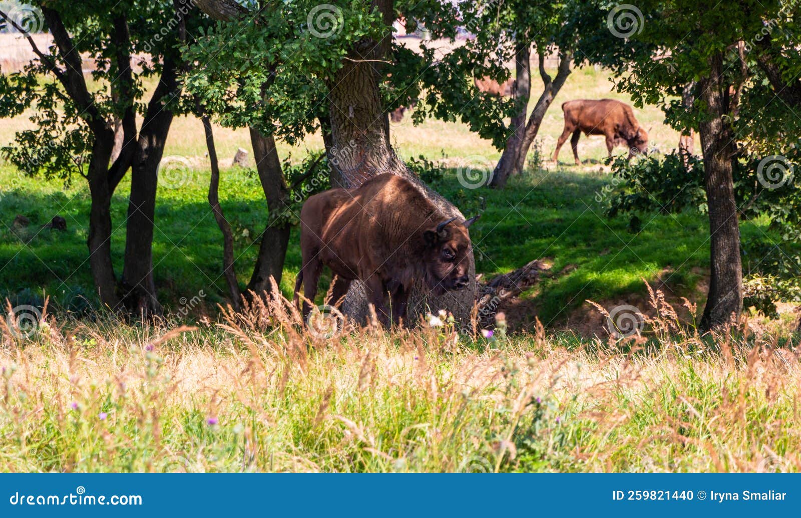 Bison Graze in an Open Area with Tall Grass and Trees on a Sunny Summer