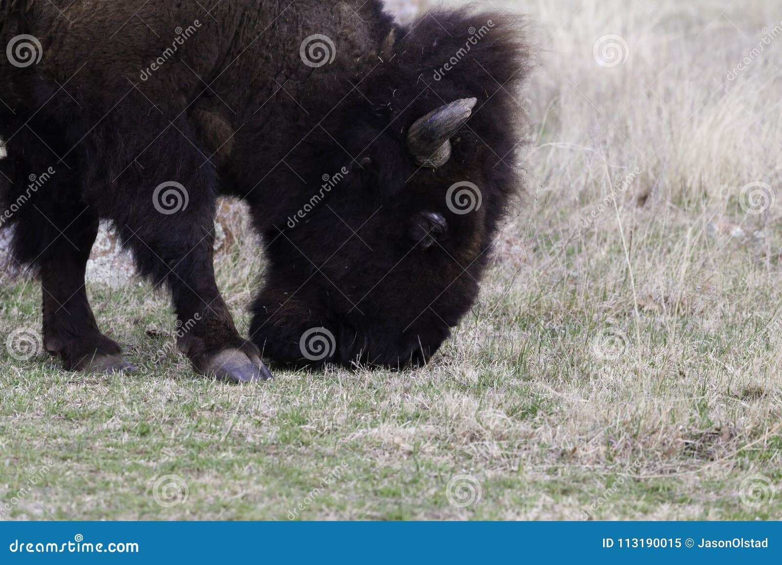 Bison Grazing in Early Spring Stock Image Image of wildlife, north