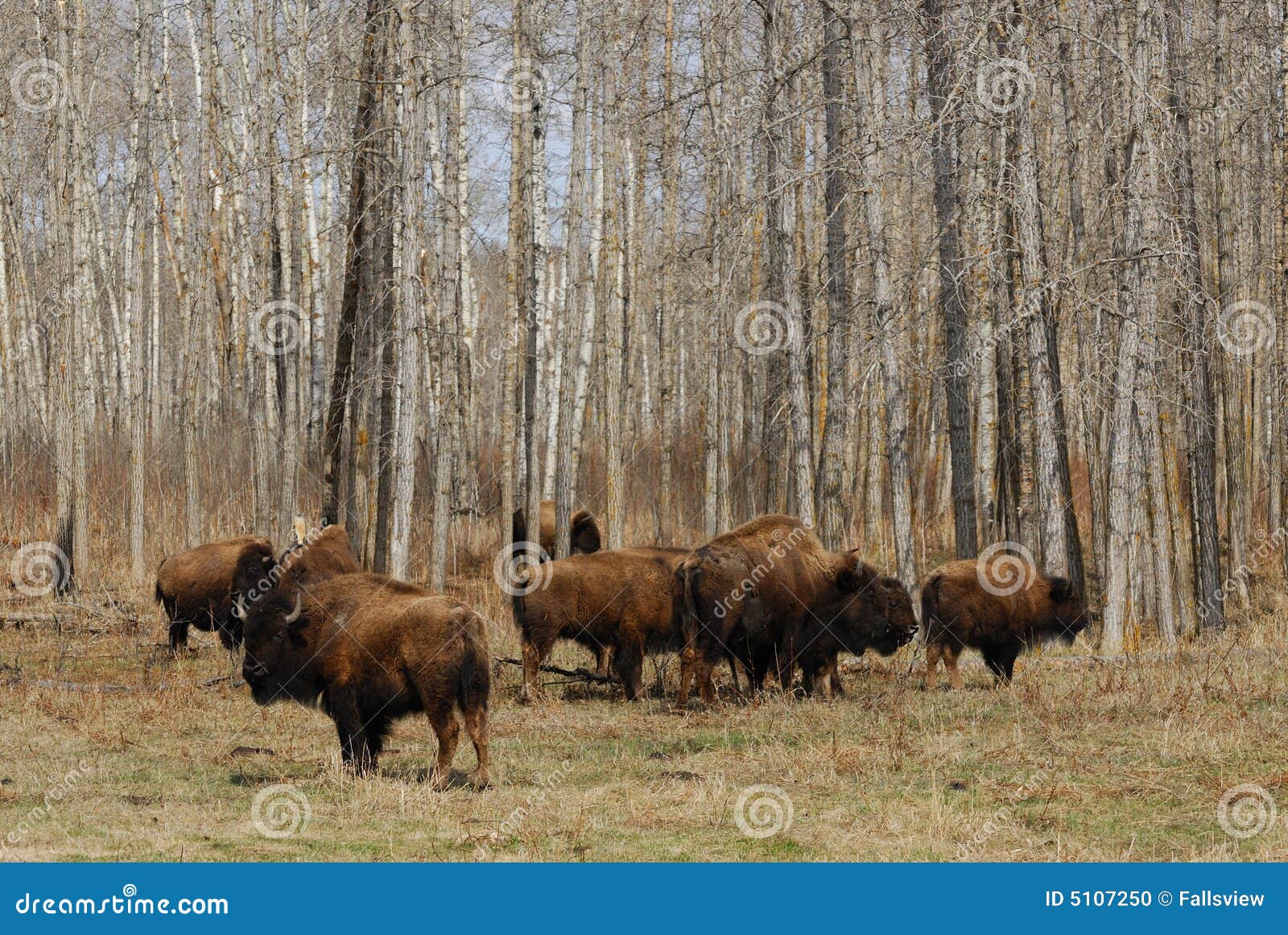 Bison group in park stock photo. Image of bull, national 5107250