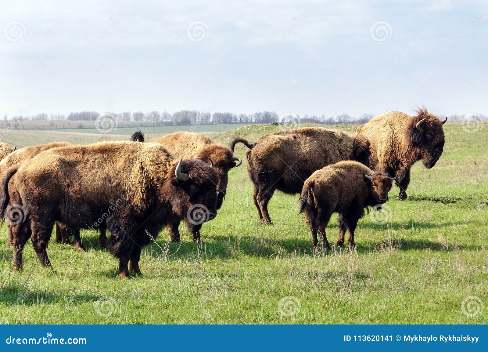 Bison. Herd of Bison, Grazing in the Morning in the Steppe. Stock Image ...