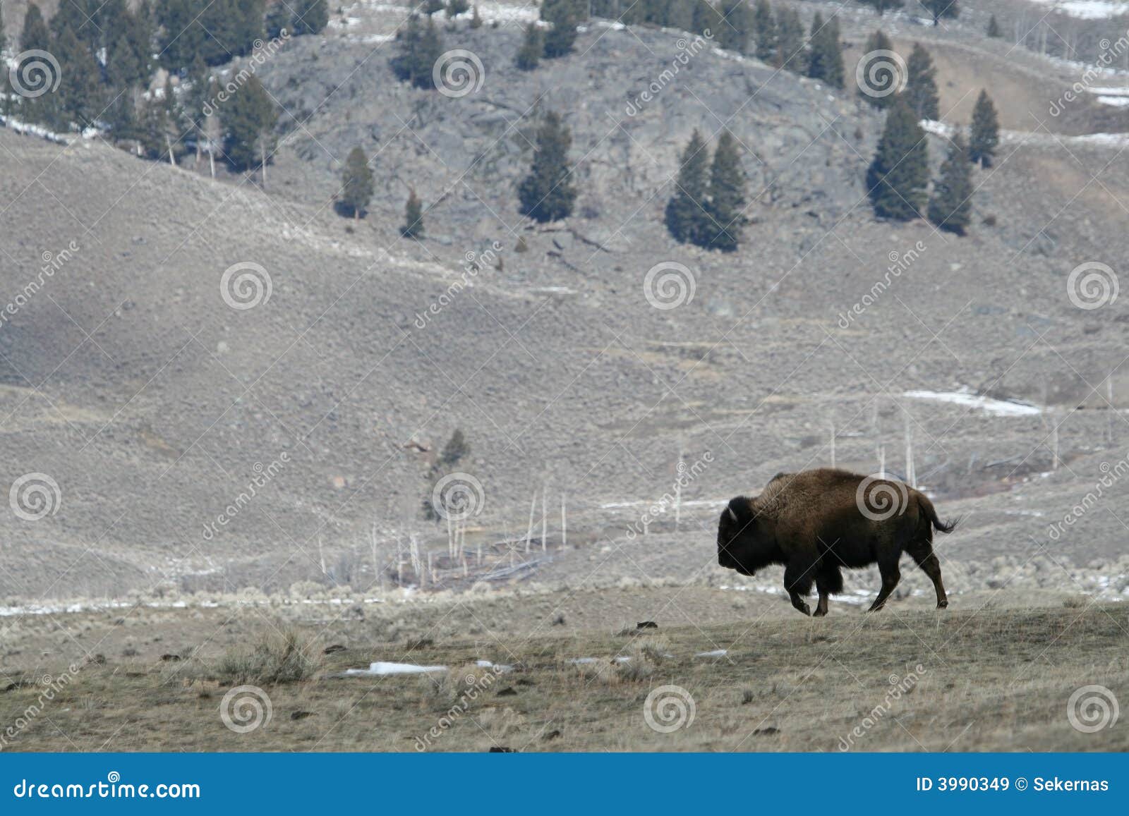 Bison landscape stock image. Image of snow, landscapes 3990349