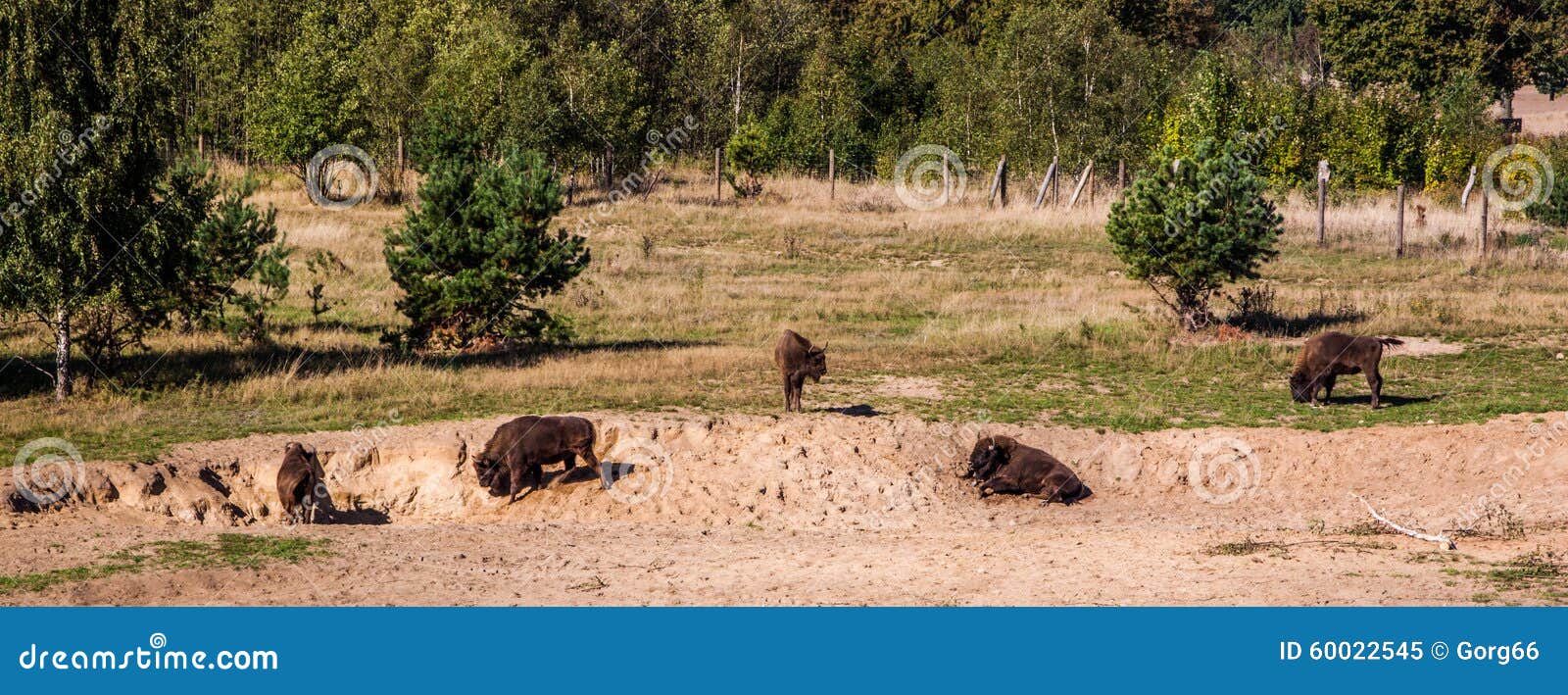 Bison landscape stock image. Image of meadow, european 60022545