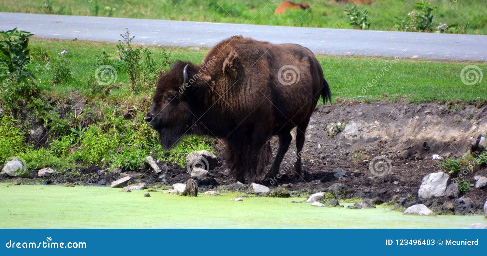 bison are large, even-toed ungulates