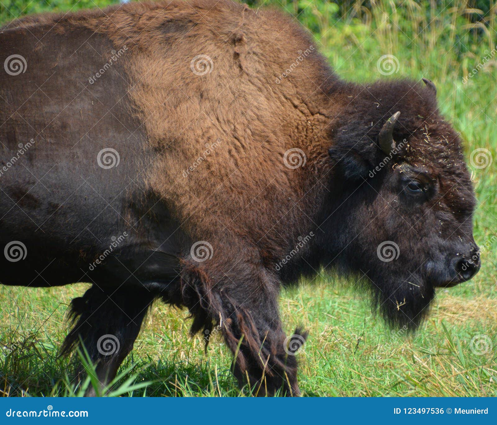 bison are large, even-toed ungulates