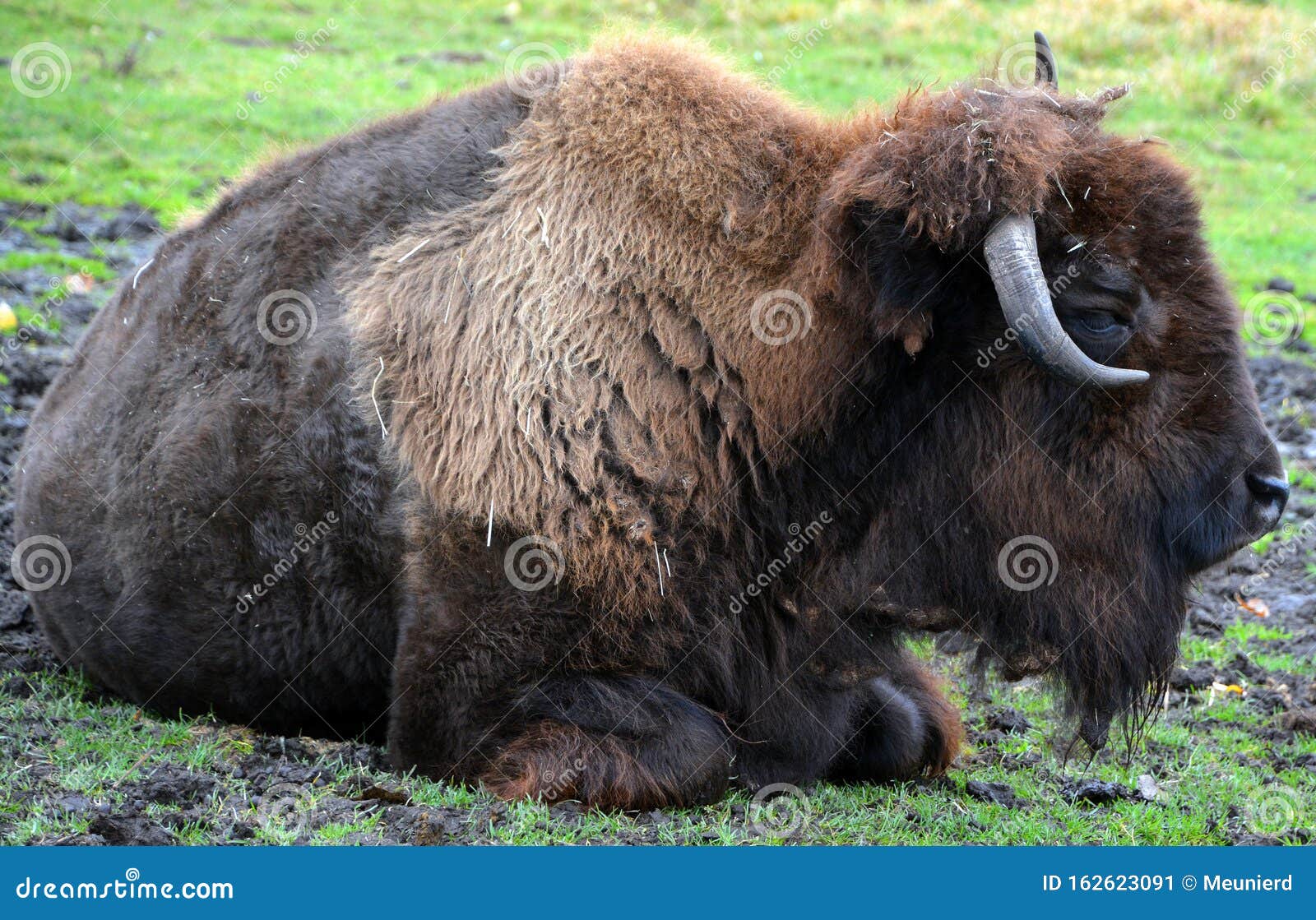 bison are large, even-toed ungulates