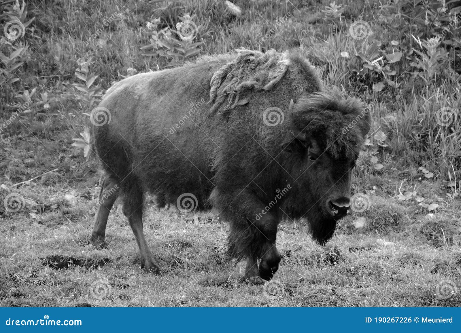 bison is large, even-toed ungulates