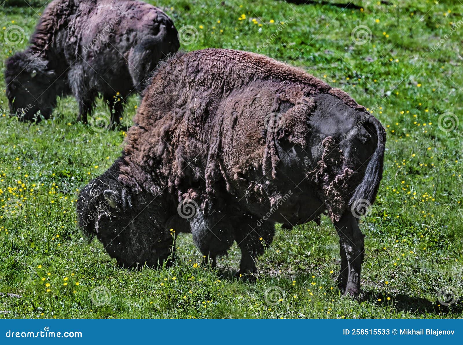 Bison Male Grazing on the Lawn 2 Stock Image Image of portrait