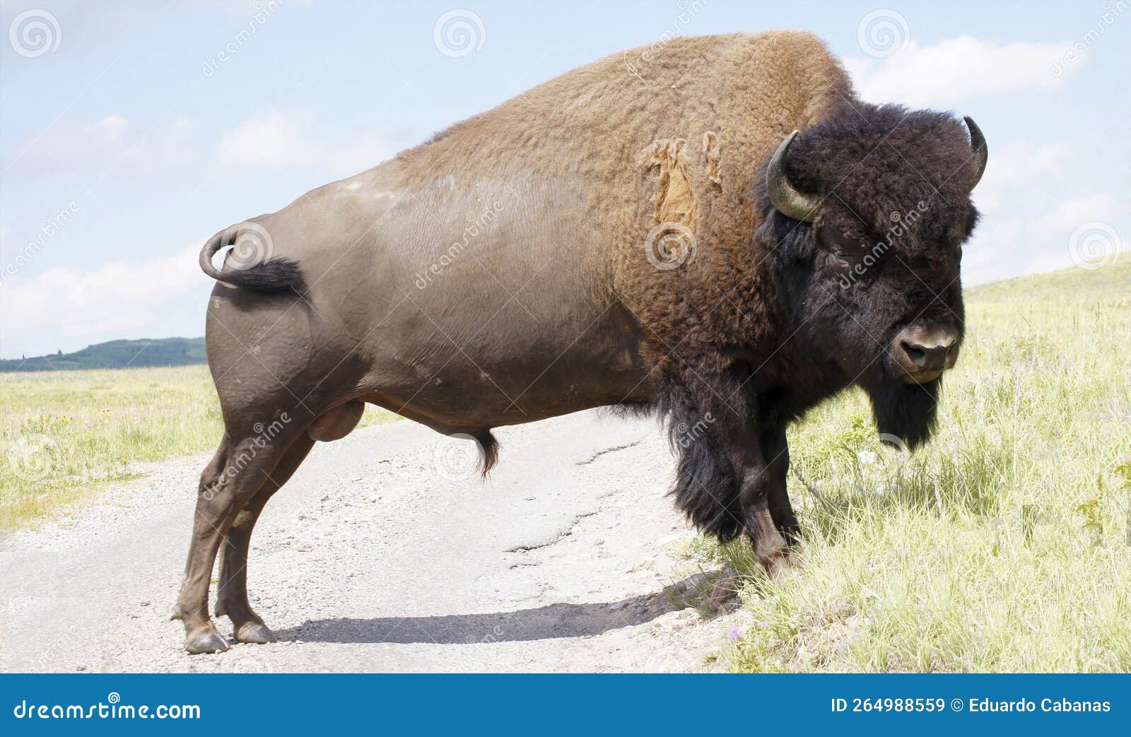 Bison Paddock, Waterton Lakes National Park, Alberta, Canada Stock Image Image of outdoors