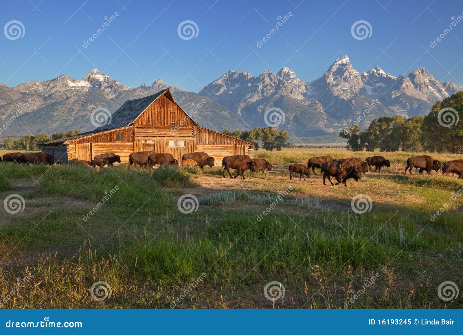 bison passing by moulton barn, grand teton np