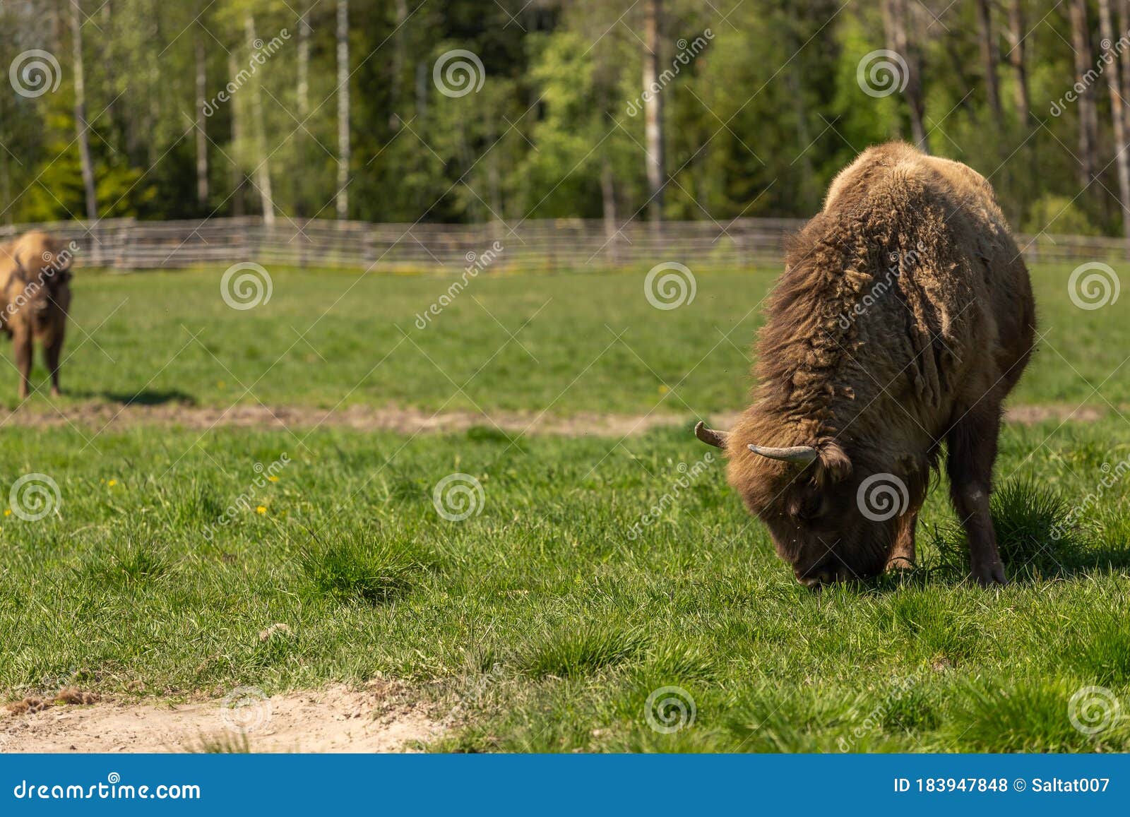 Bison Peacefully Nips Grass on the Lawn Stock Photo Image of american