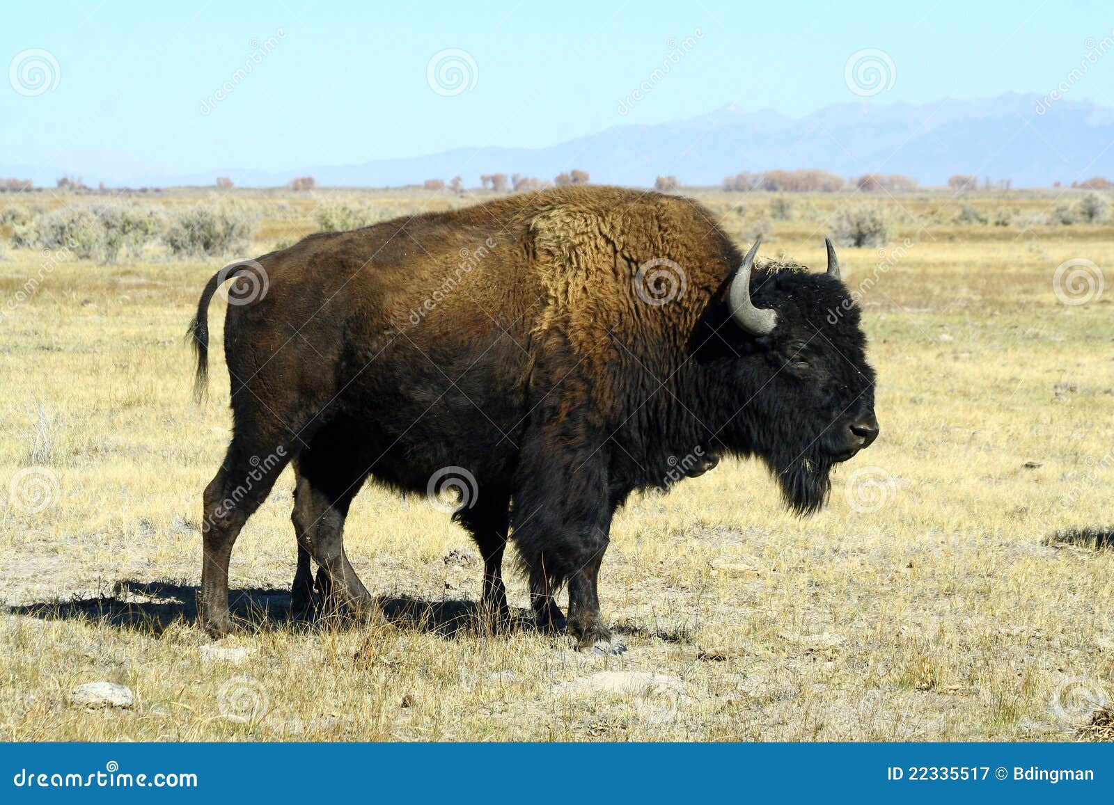 bison on the plains