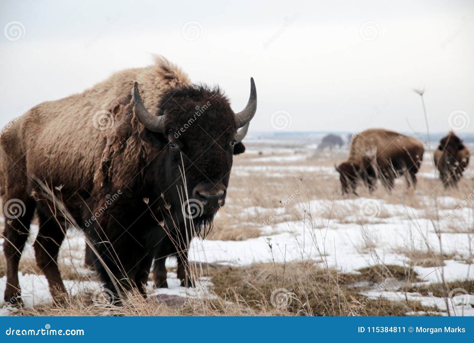 bison in a snowy field