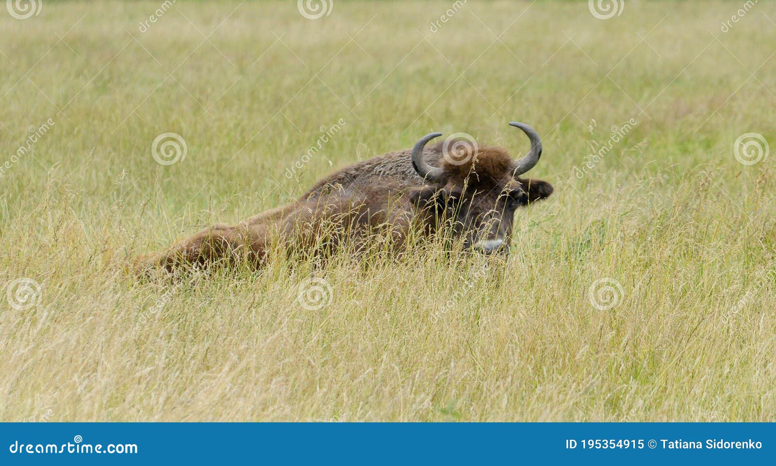 Bison in the Wild. Bison Eat Grass. Animals Rest Stock Image - Image of  food, artiodactyl: 195354915
