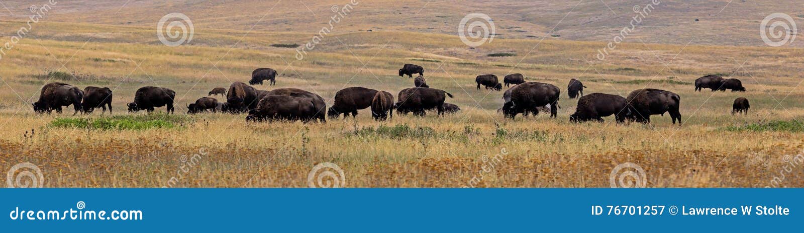bison (buffalo) herd