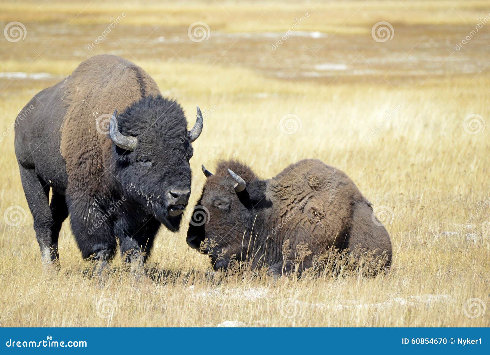 bison at yellowstone national park, wyoming