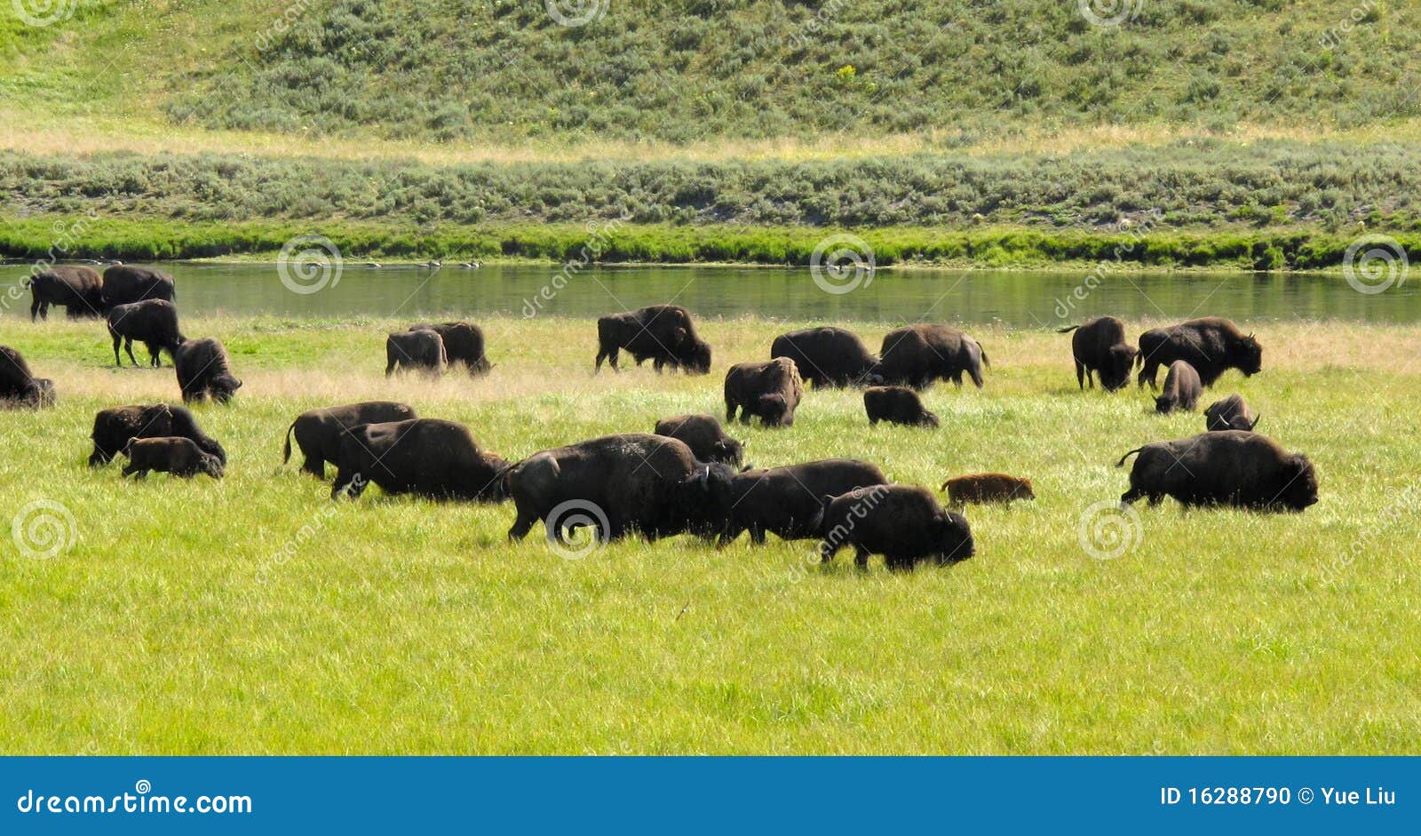 bisons grazing in valley yellowstone national park