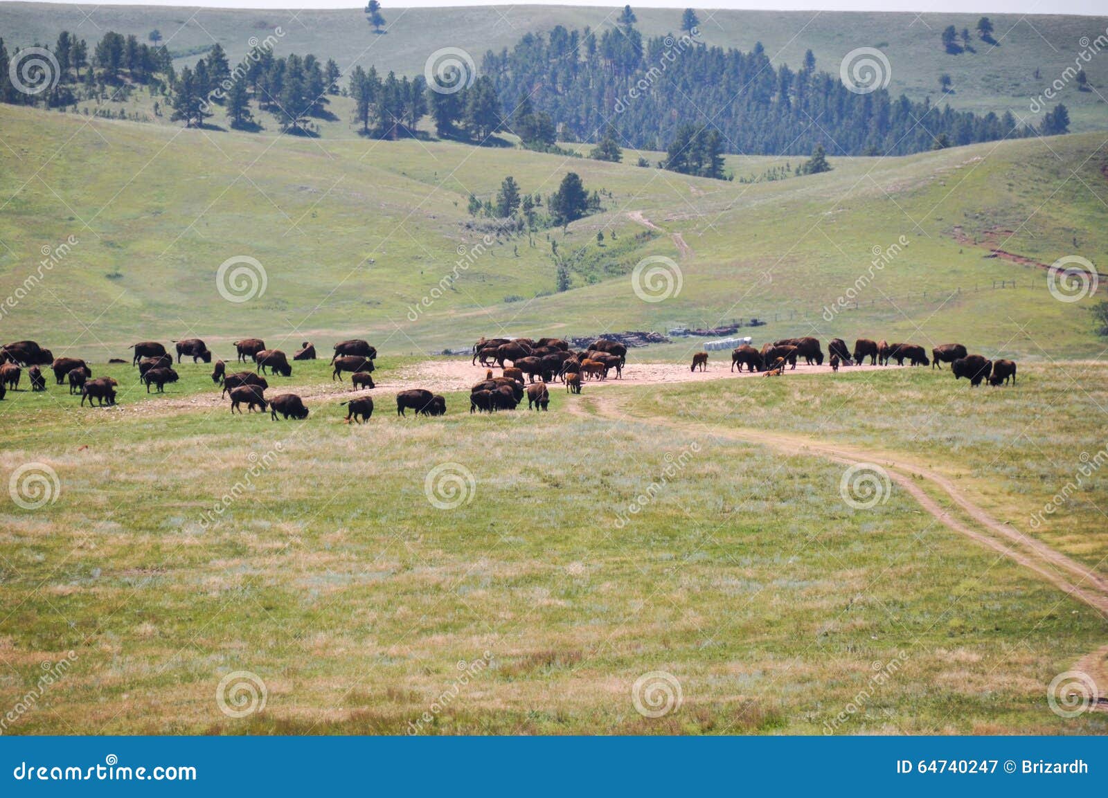Bisons in the Wildlife Loop, South Dakota, USA Stock Image Image of