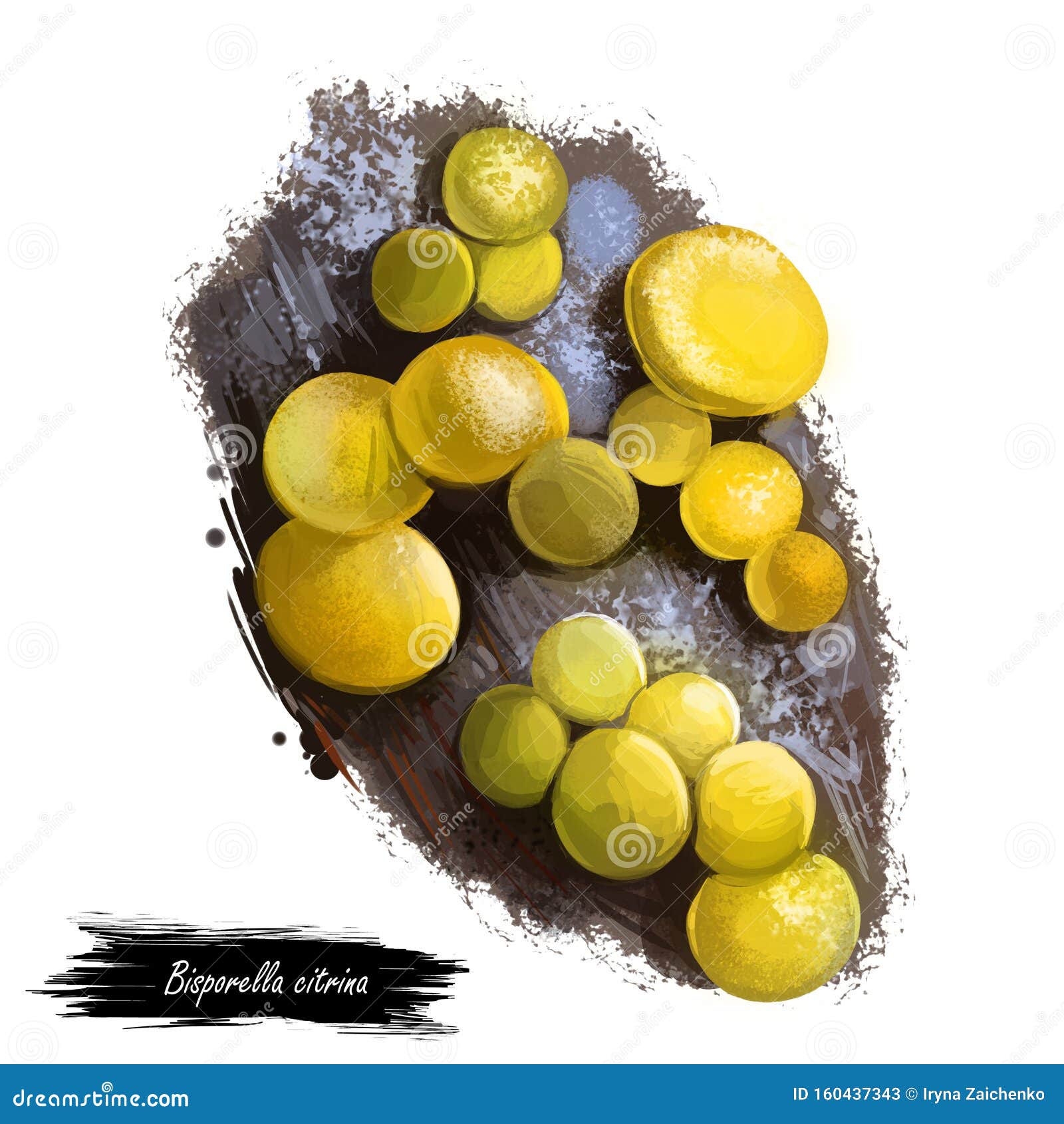 bisporella citrina, fairy cups or lemon discos mushroom closeup digital art . boletus have smooth, bright yellow fruit