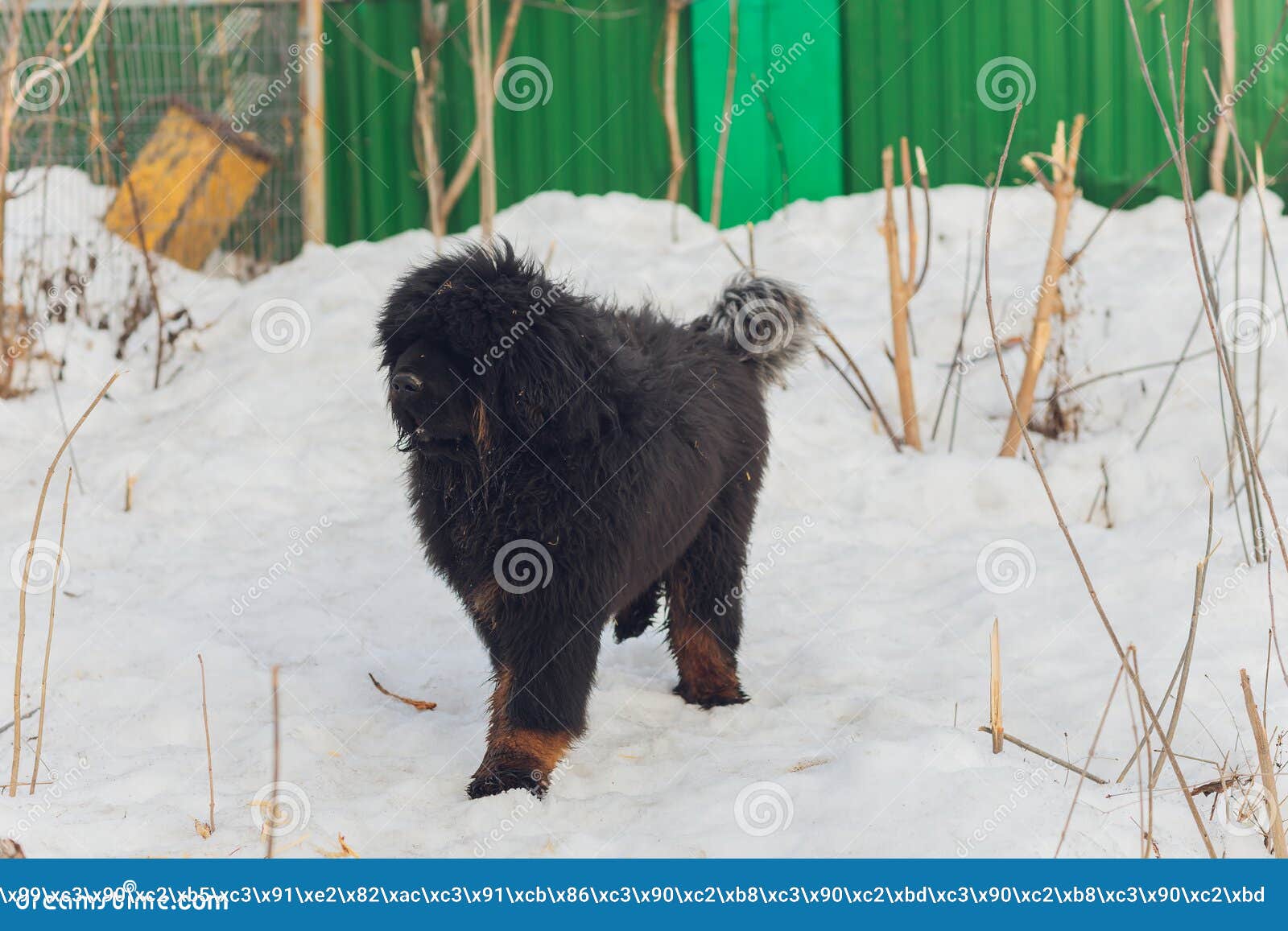Dog Breed Tibetan Mastiff Standing in the Snow. Stock Photo Image of