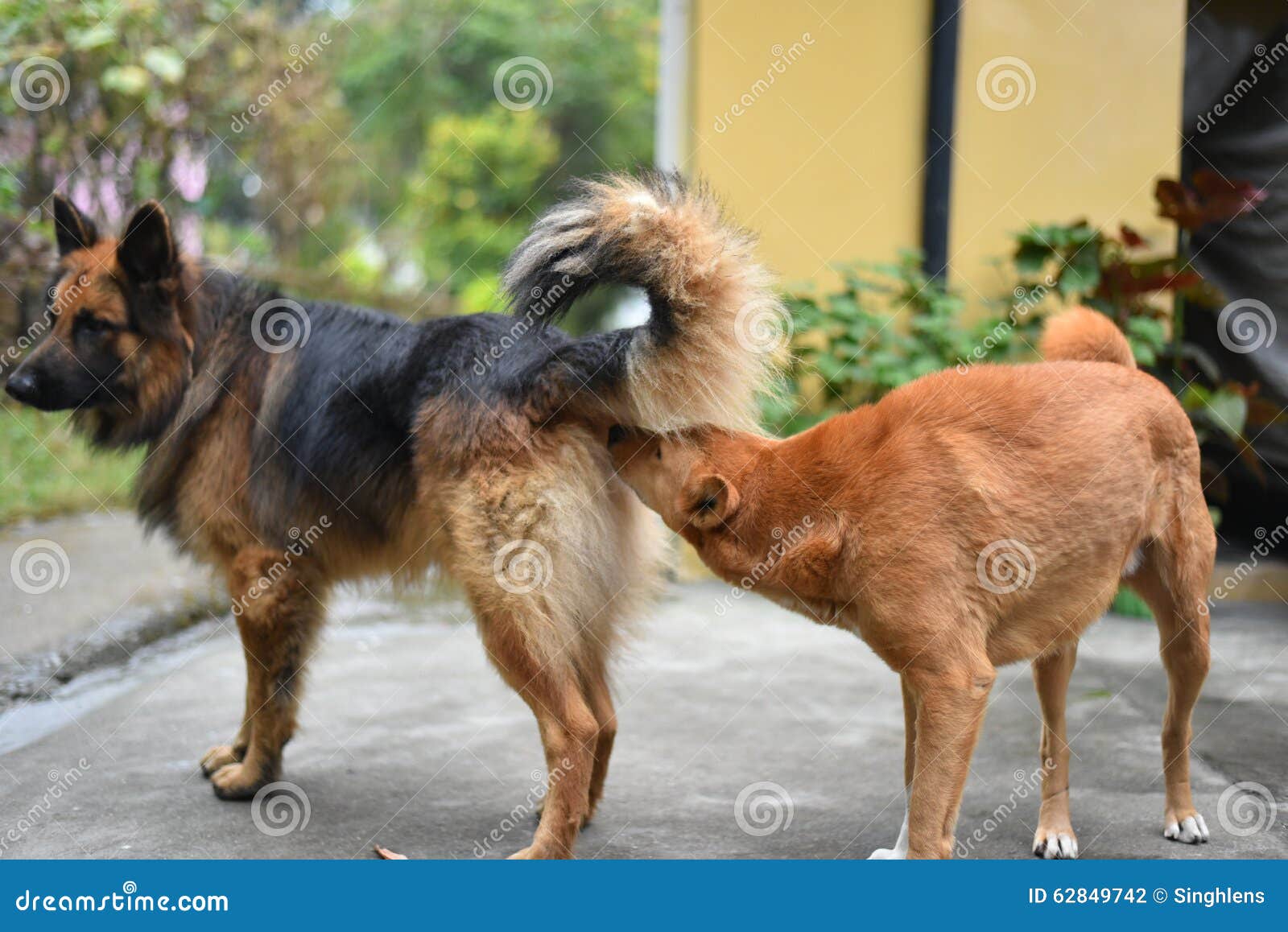 In Heat Sniffing A Dog To Mate Stock Photo Image Of Hound Eyes 62849742