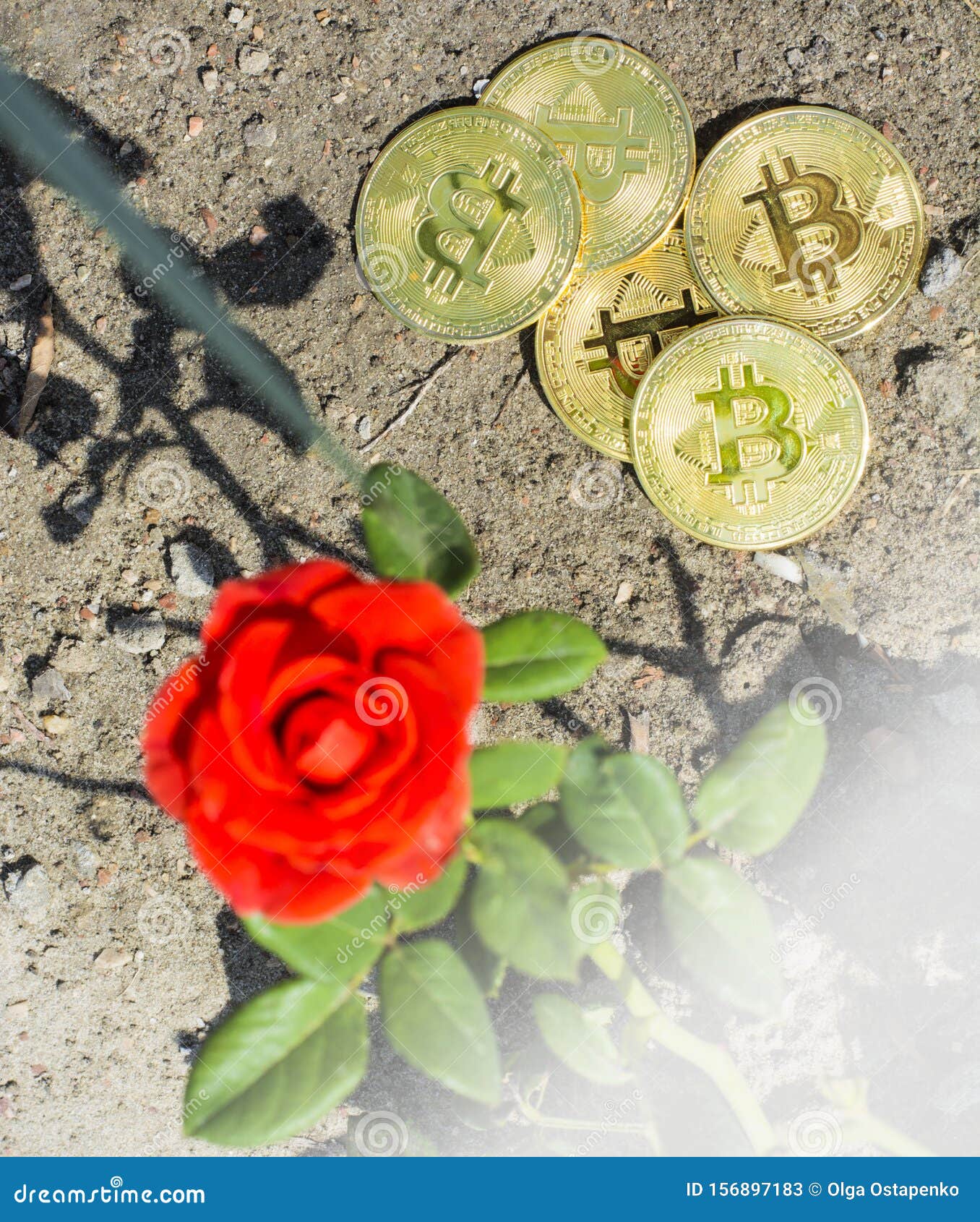 Bitcoin and a Rose on Background with Copy Space for Text. Trading  Conception. Cryptocurrency Marketing. Vertical Photography Stock Image -  Image of coin, finance: 156897183
