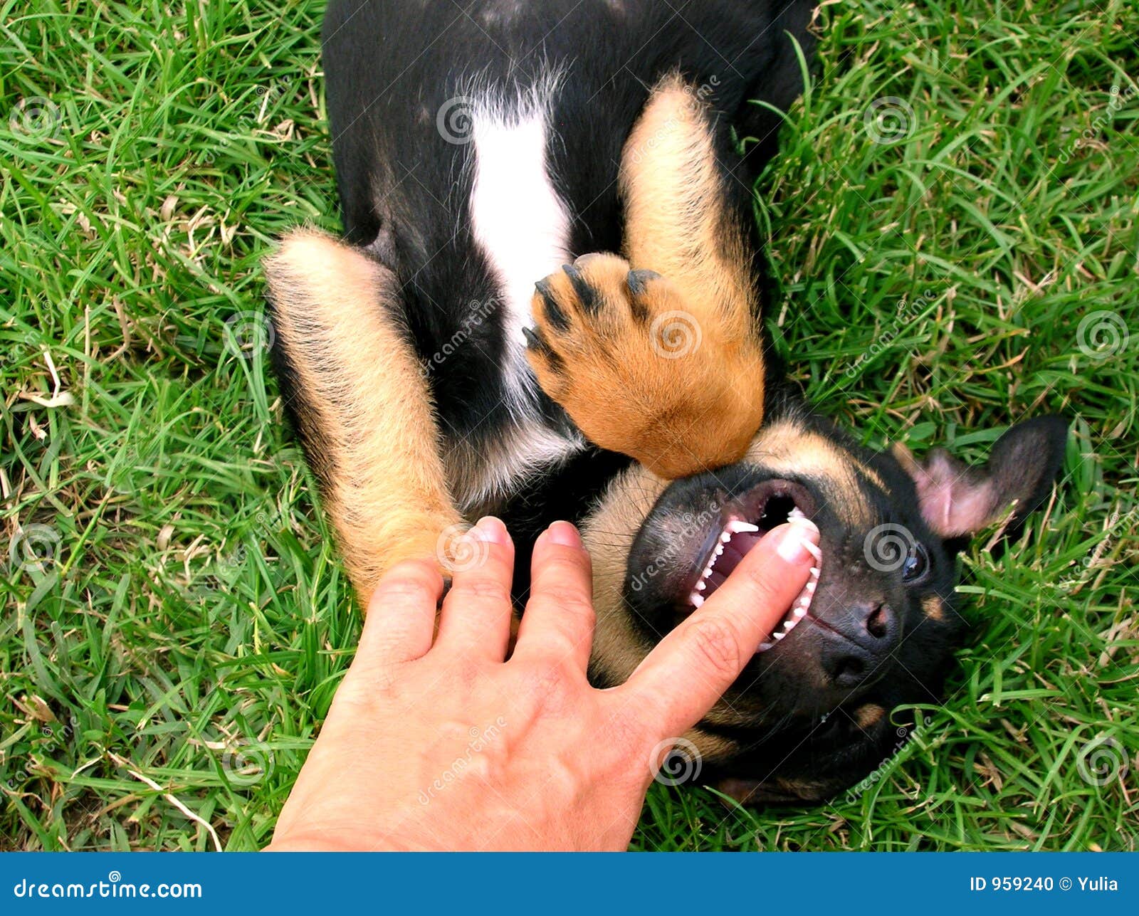 Dog Bite Hand Images Download 664 Royalty Free Photos Page 2