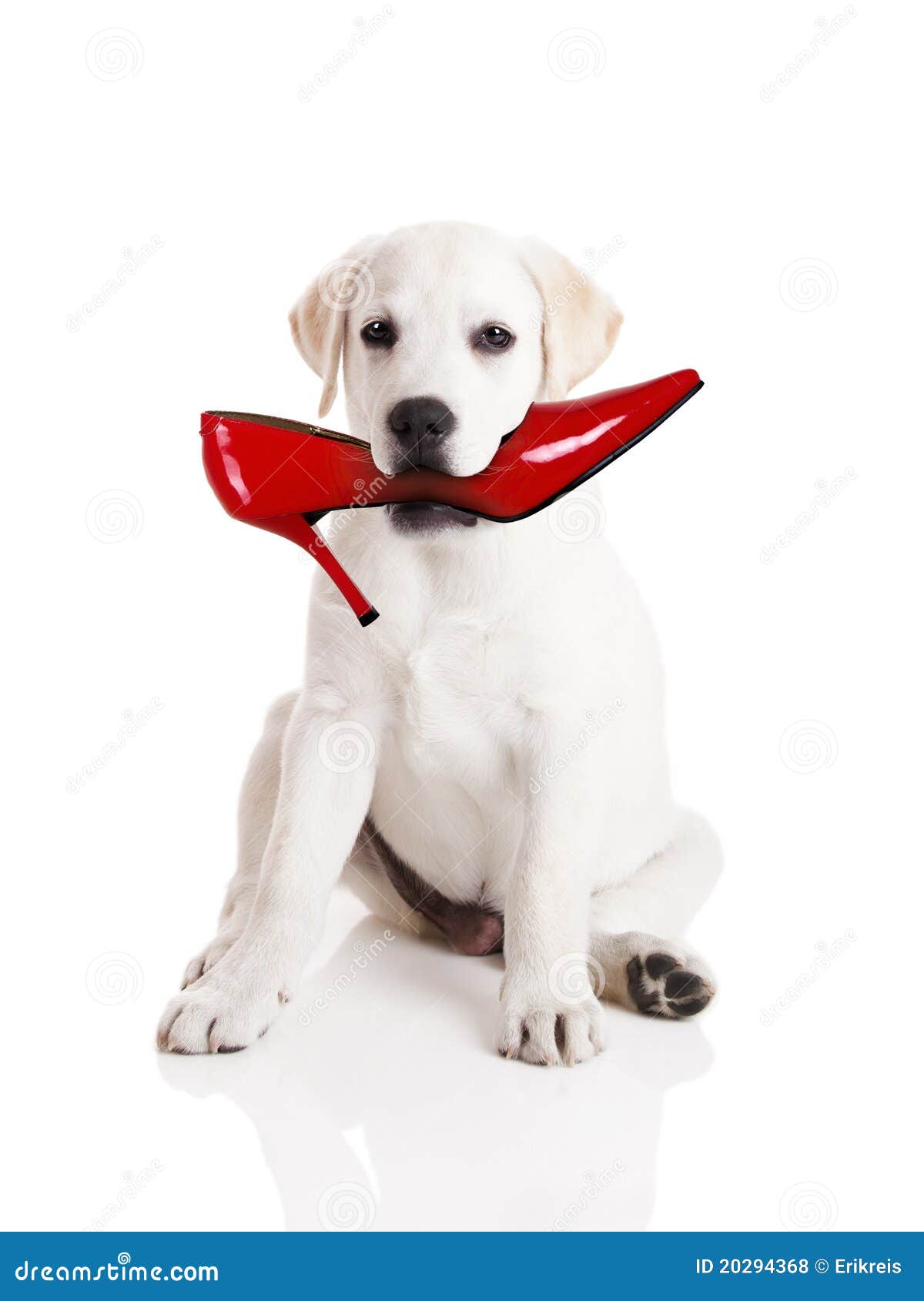 Biting the shoe stock photo. Image of destroyer, gnaw 20294368