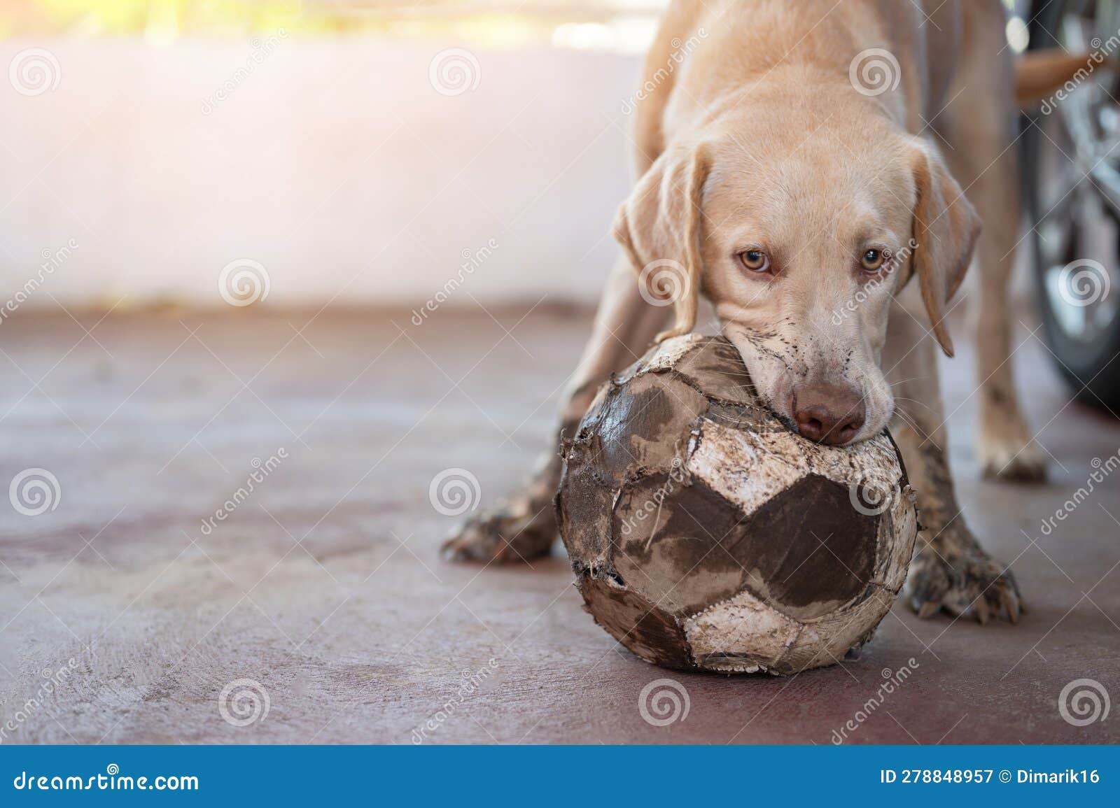 Biting Soccer Ball Labrador Dog Stock Image Image of canine, domestic