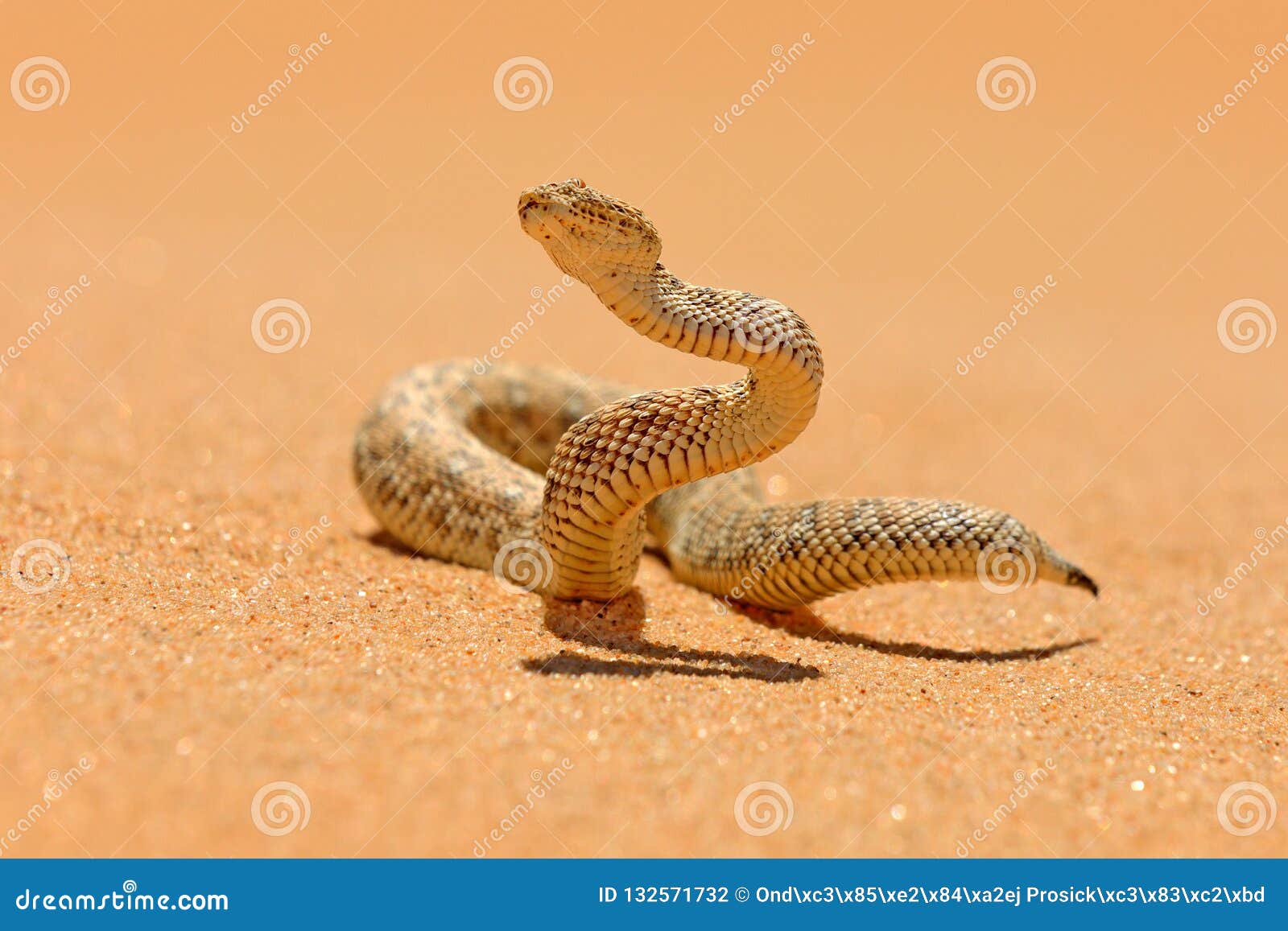 Snakes In The Desert Biome Biology Diagrams