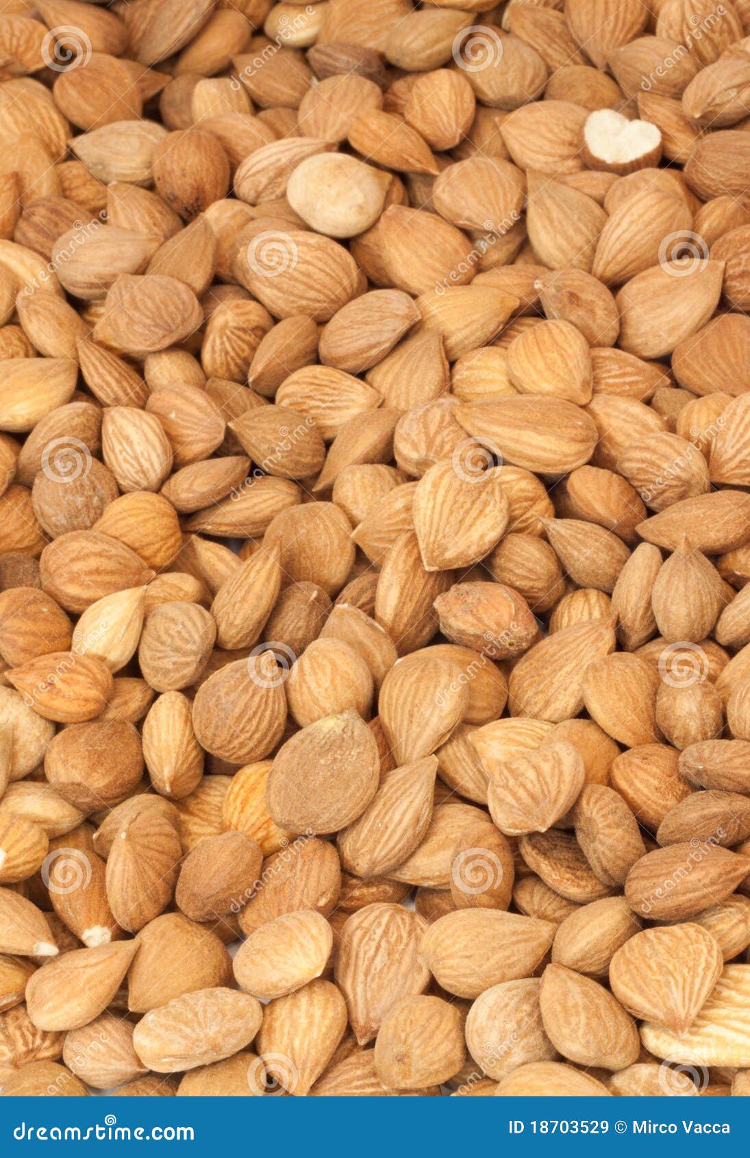 Bitter apricot seeds stock image. Image of bitter, kernel 18703529