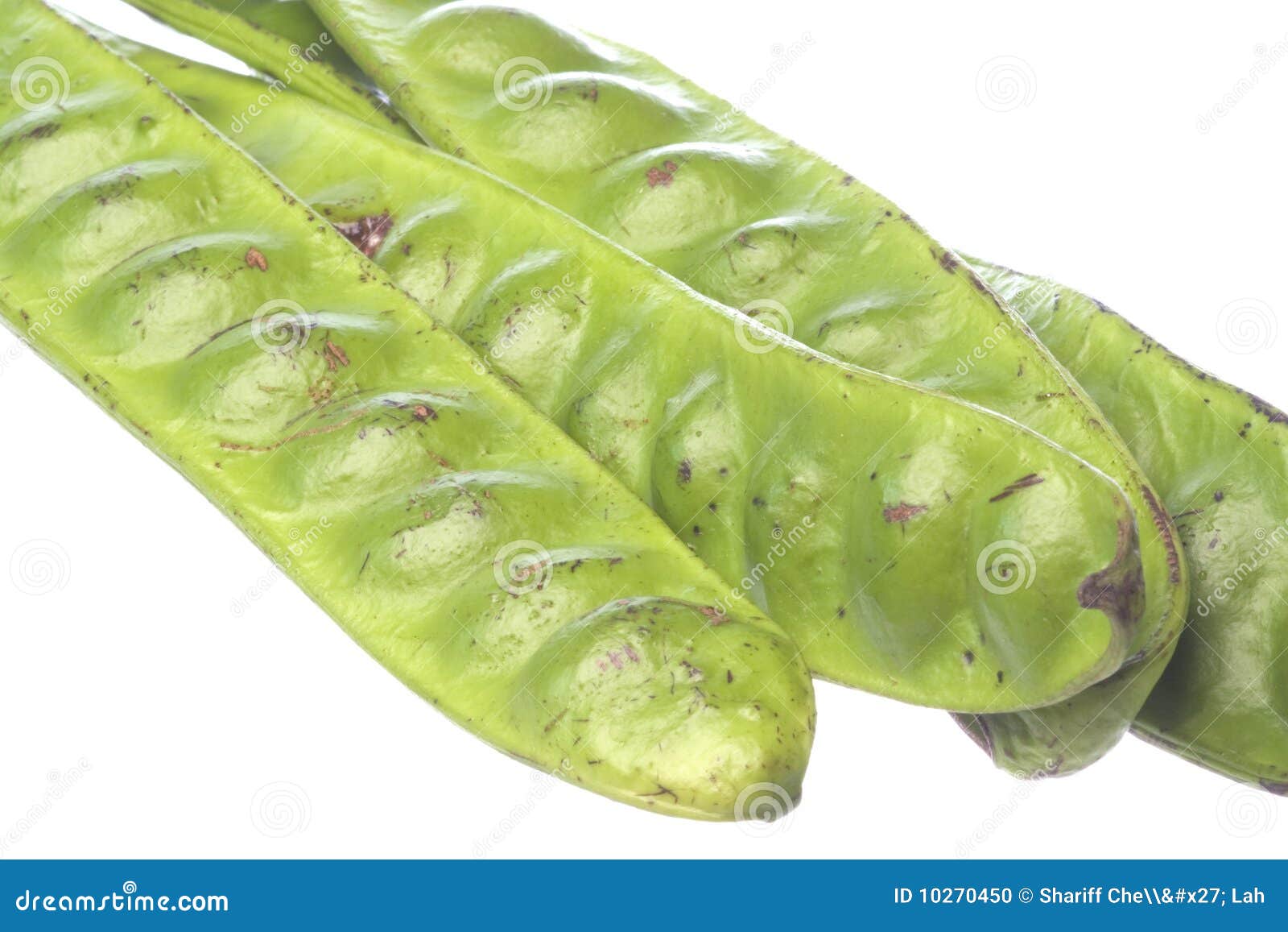 Bitter Bean Pods Isolated stock photo. Image of stink 10270450