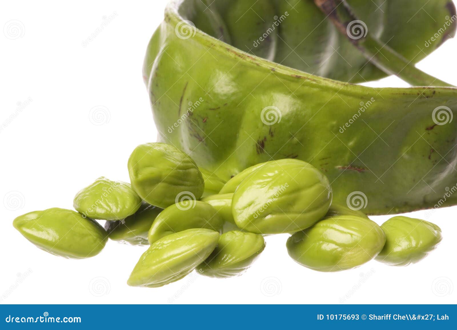 Bitter Beans Isolated stock image. Image of petai, nature 10175693