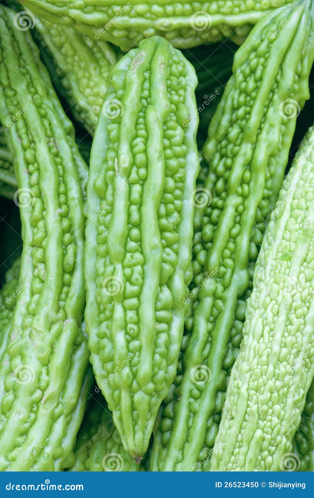 Bitter Gourd Stock Photo Image Of Food Eating Gourd 26523450 bitter-gourd-stock-photo-image-of-food-eating-gourd-26523450