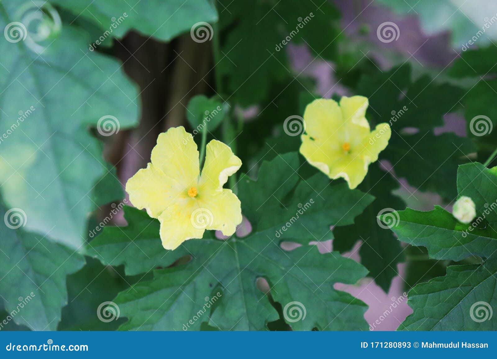 Bitter Gourd Flower. Beautiful Yellow Bitter Gourd Flower Stock Image Image of balsam, healthy