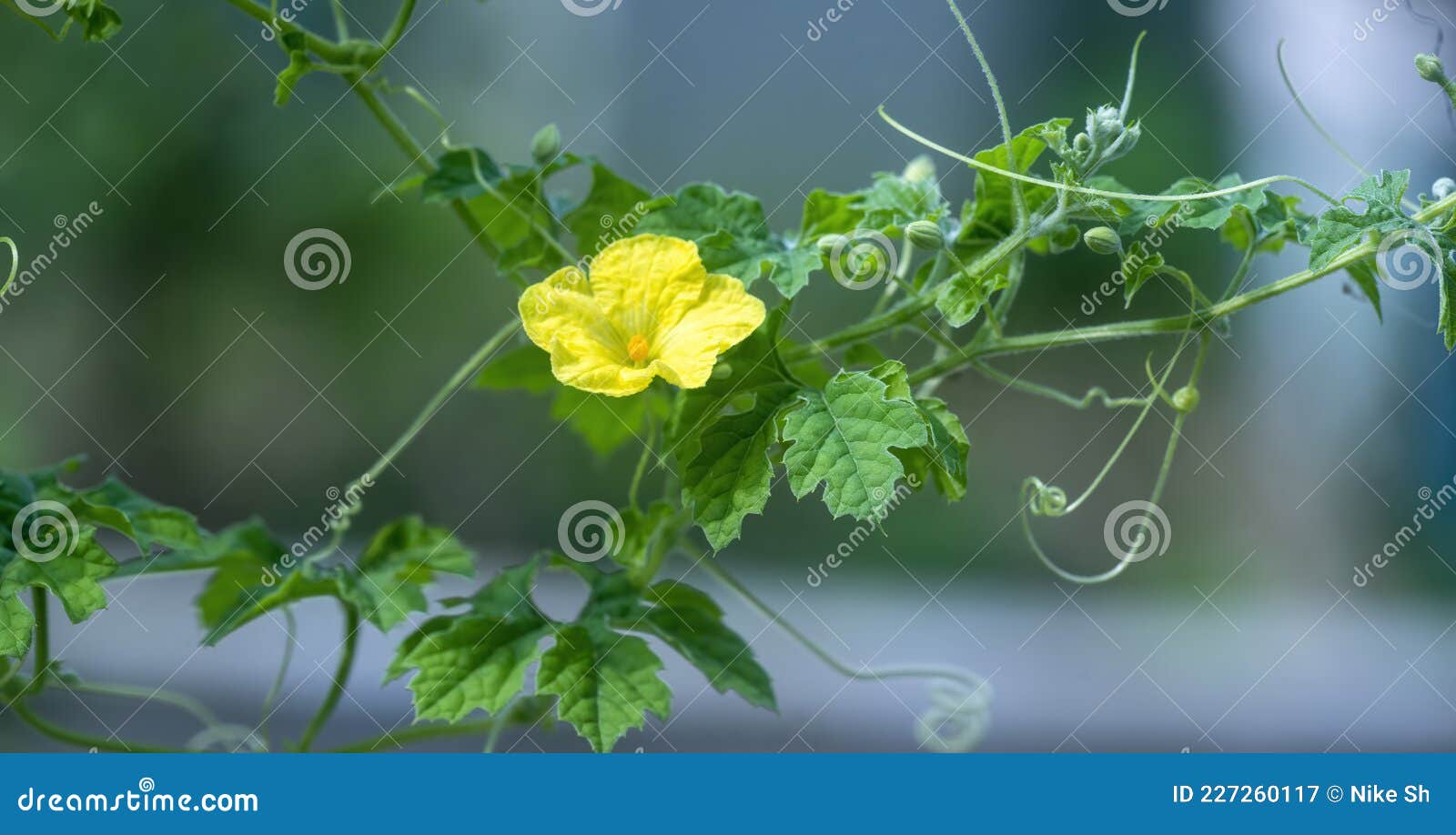 Bitter Gourd Flower and Vine Stock Image Image of gardening