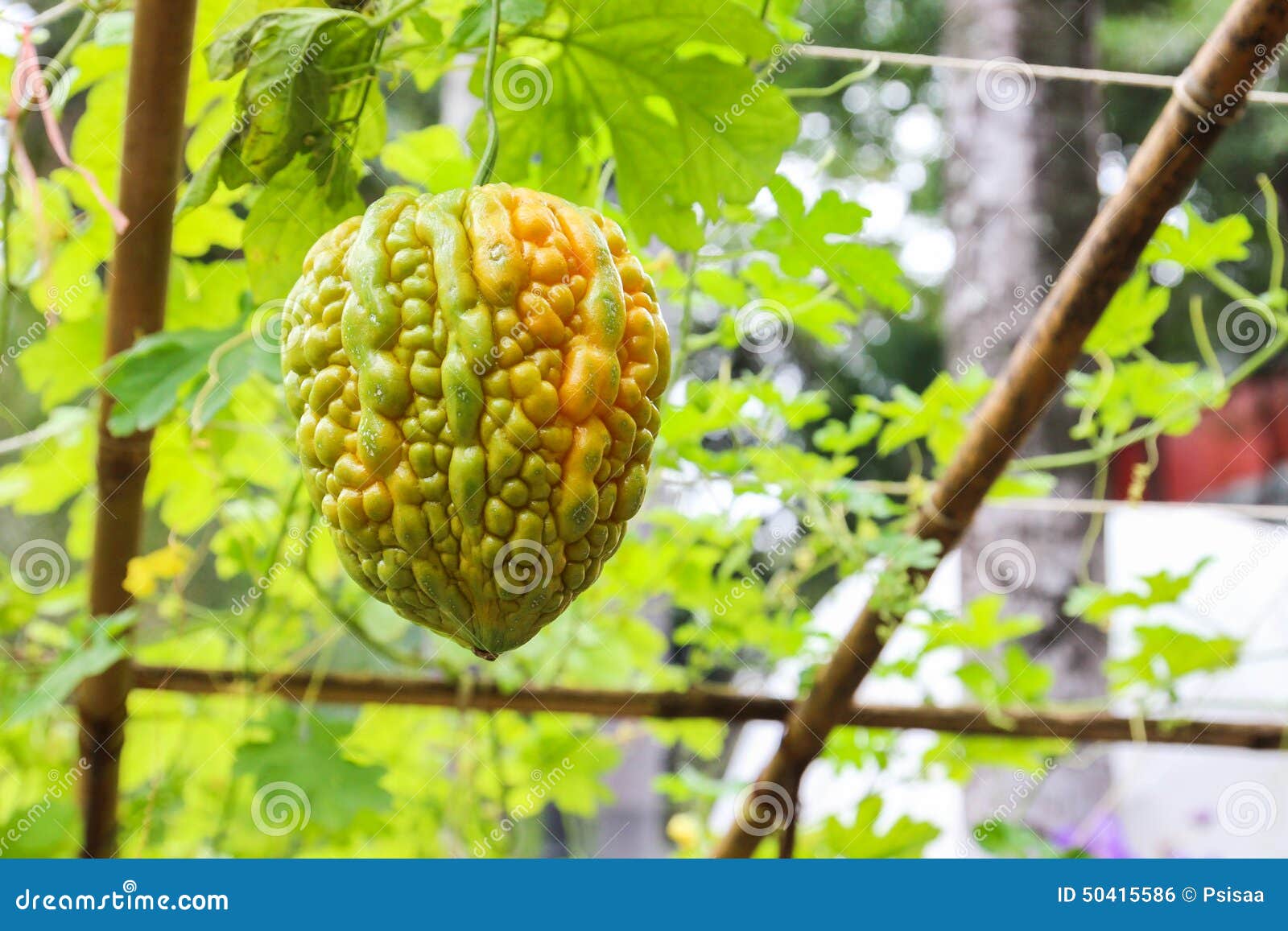 Bitter Gourd Growing in the Garden Stock Photo Image of leaf, food