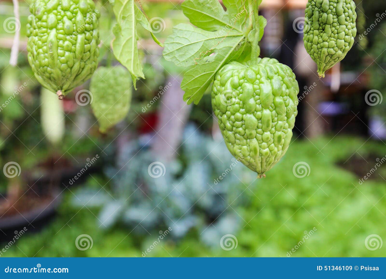 Bitter Gourd Growing in the Garden Stock Image Image of traditional